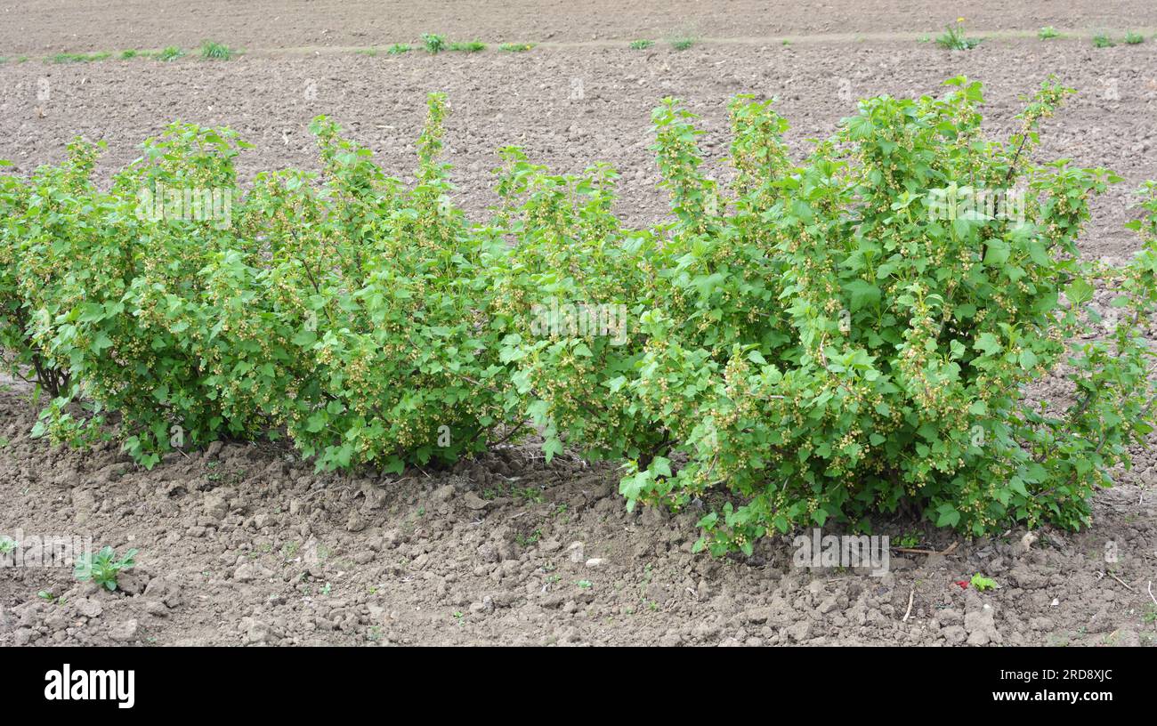 Im Frühling wachsen Beerenbüsche im Obstgarten Stockfoto