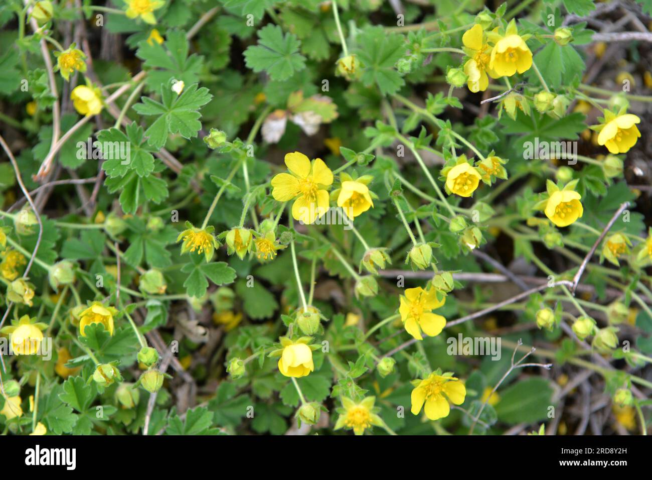 Im Frühling wächst Potentilla in freier Wildbahn Stockfoto Im Frühling wächst Potentilla in freier Wildbahn Stockfoto