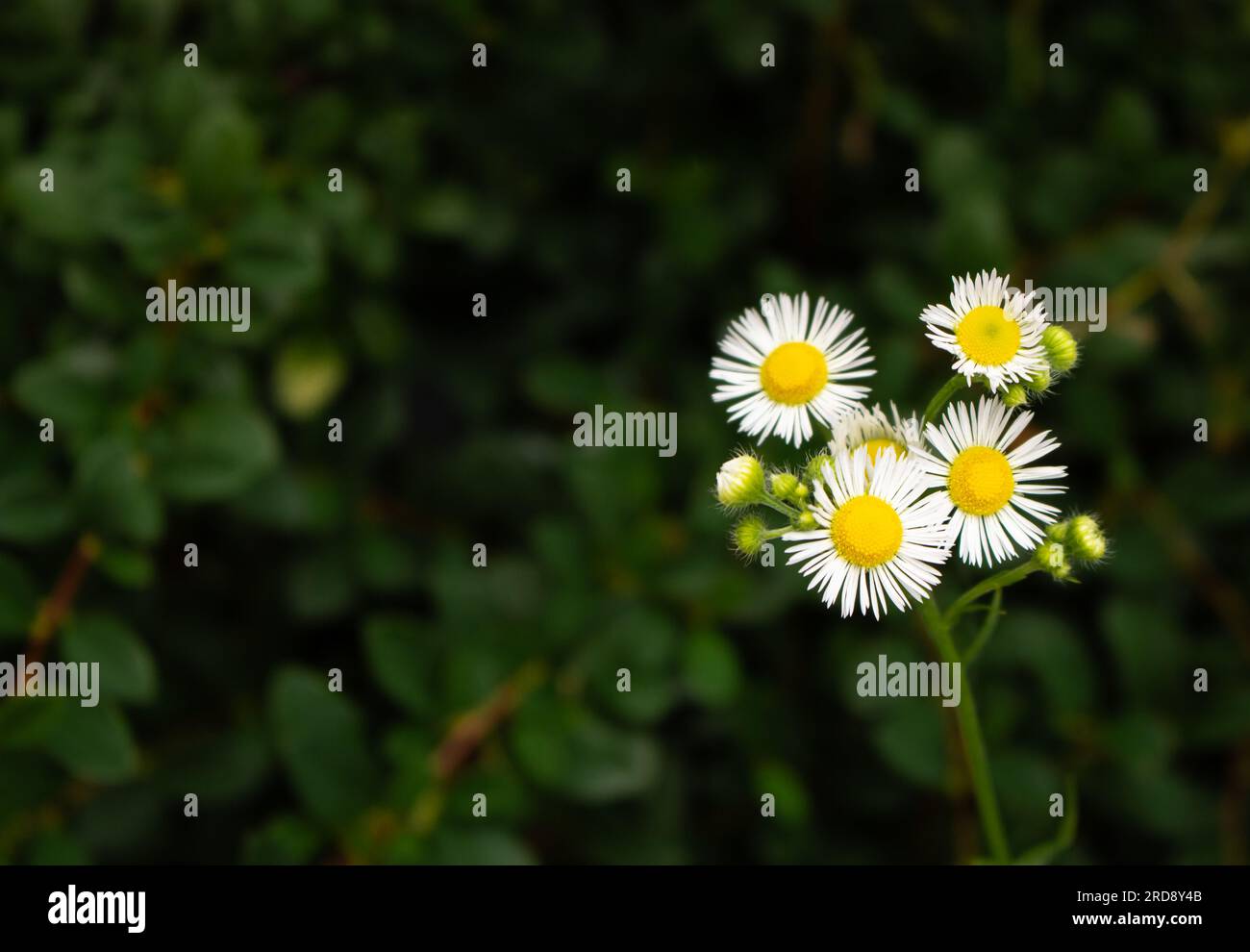 Gänseblümchen im Gras. Kleine Kamille auf tiefgrünem Hintergrund. Sommer Natur im Detail. Weiße Blumen auf der Wiese. Idyllischer Gartenhintergrund. Stockfoto
