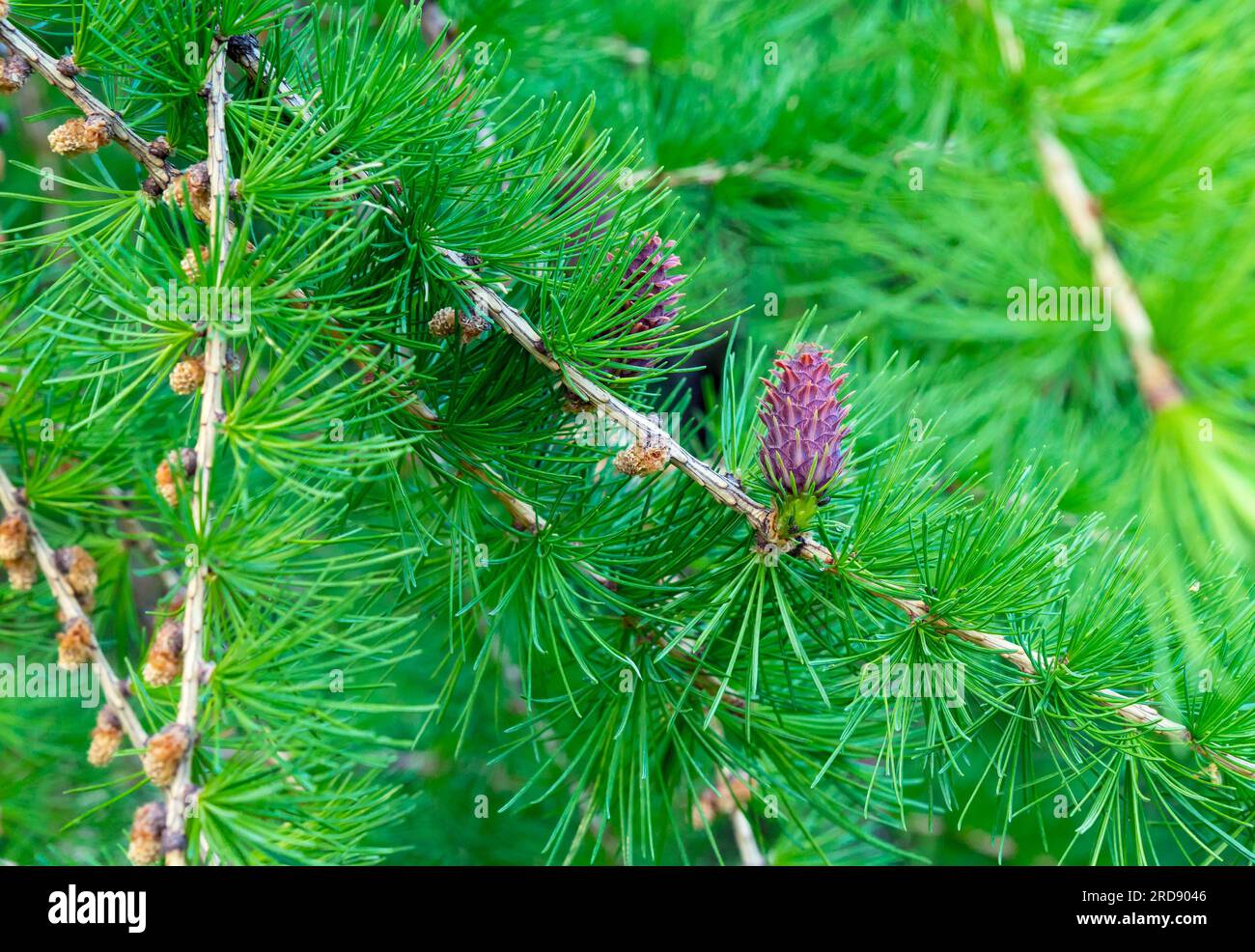 Junge Zapfen aus sibirischer Tanne. Kleine Tannenschüsse. Stockfoto