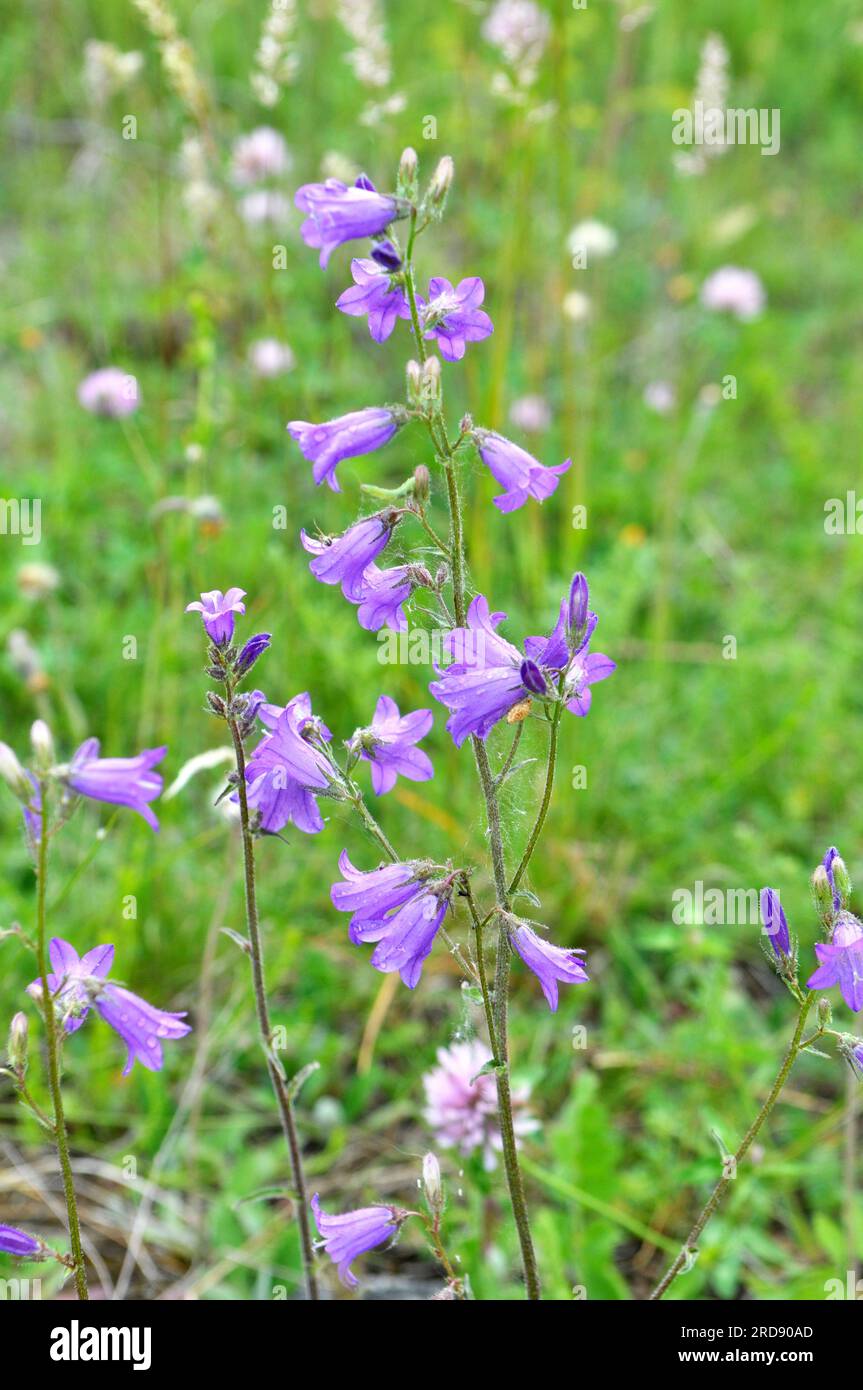 Die Blüten (Campanula sibirica) blühen im Sommer unter wilden Gräsern Stockfoto