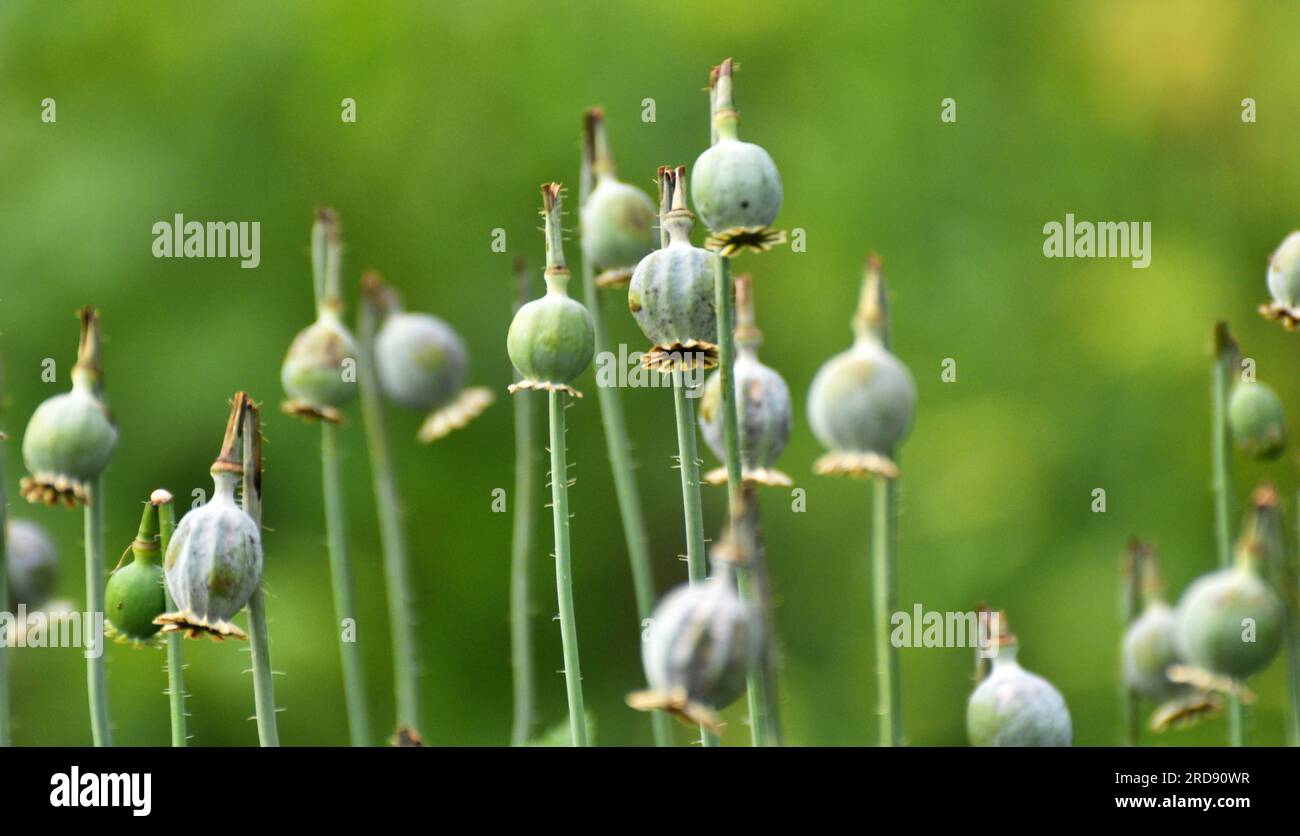 In einem vernachlässigten Bereich des Gartens unreife Mohnköpfe, aus denen Süchtige Opium extrahierten Stockfoto