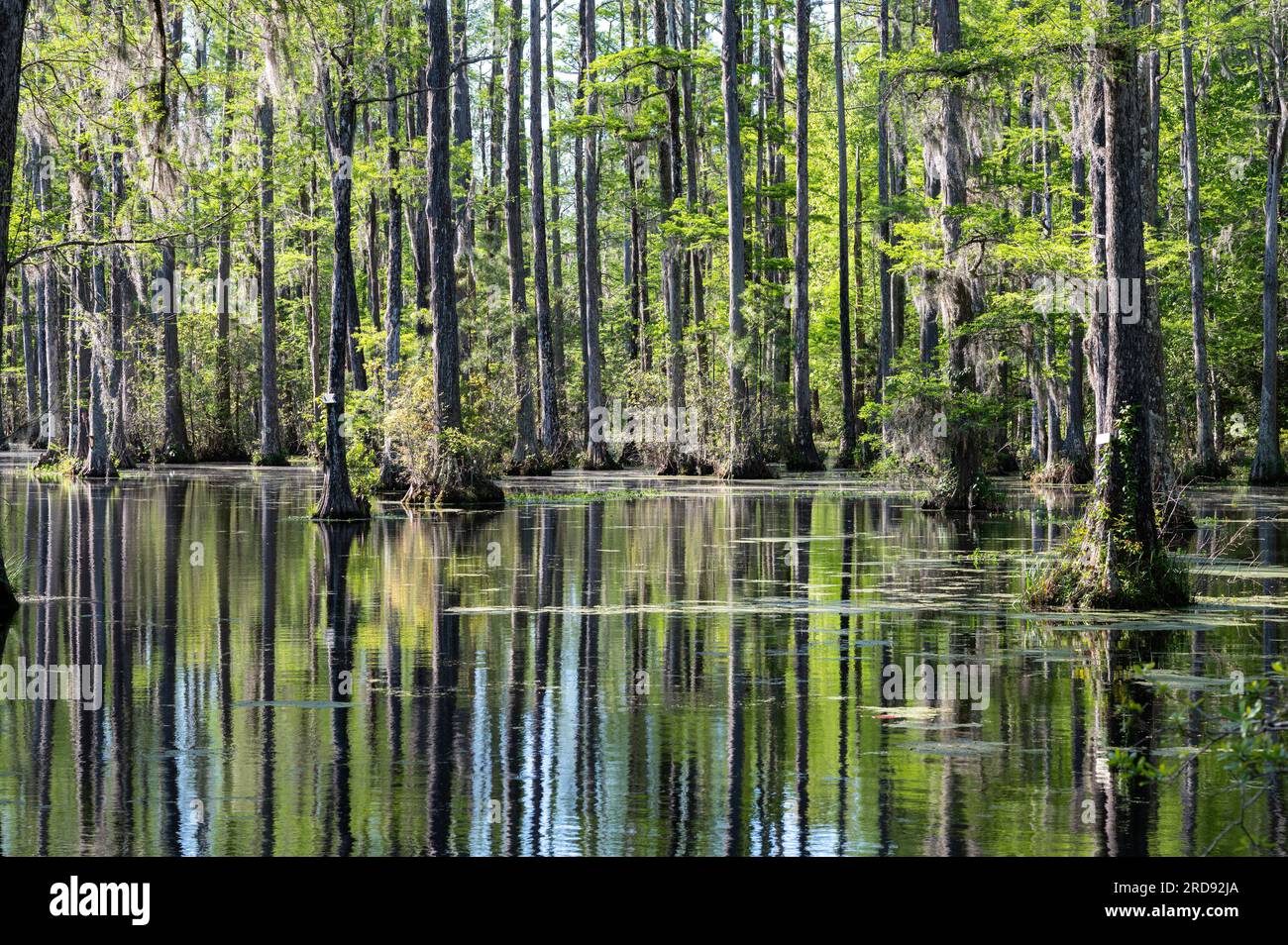 Cypress Gardens South Carolina Stockfoto