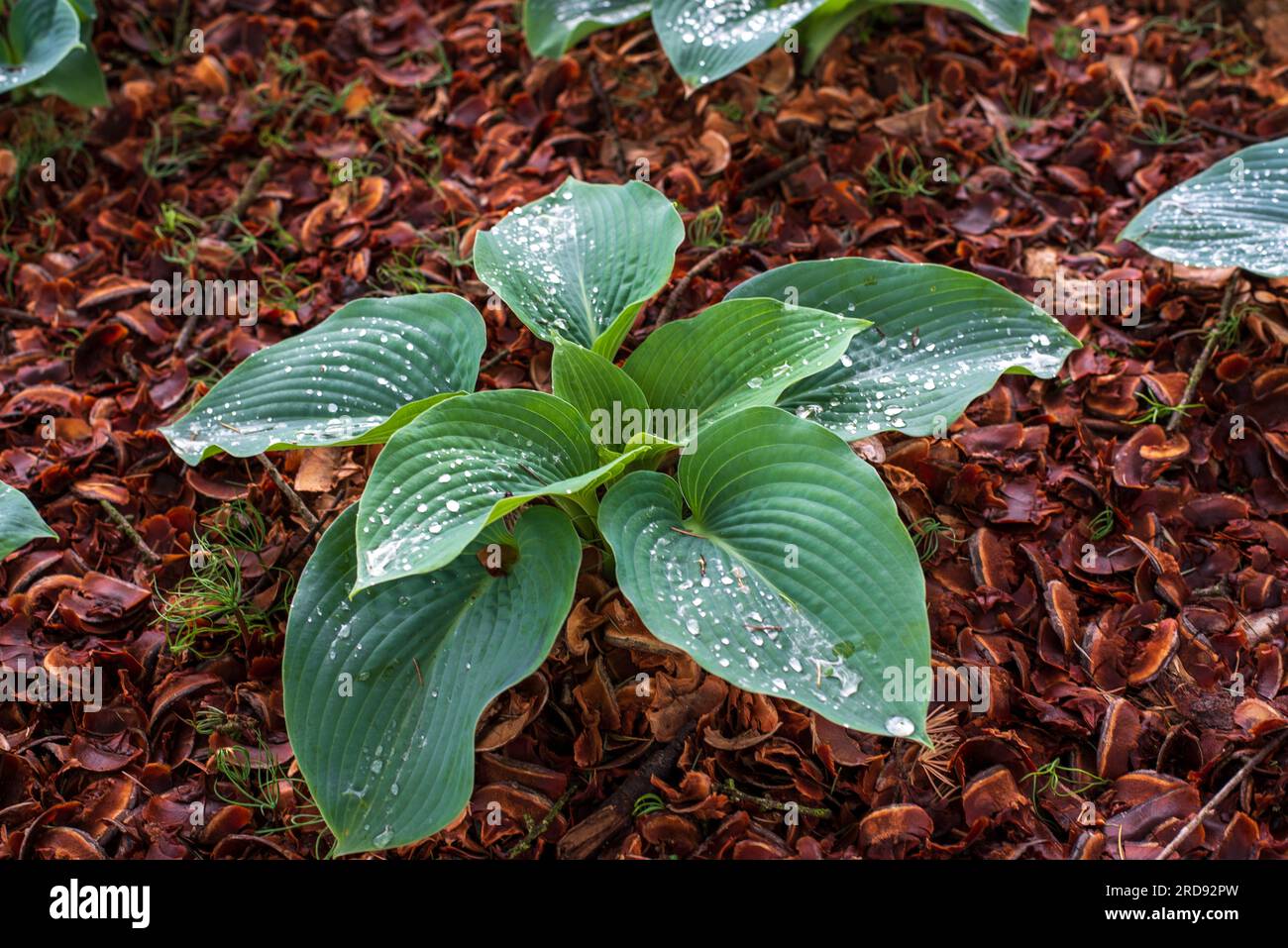 Hosta. Hosta wächst in einem schattigen Garten Stockfoto