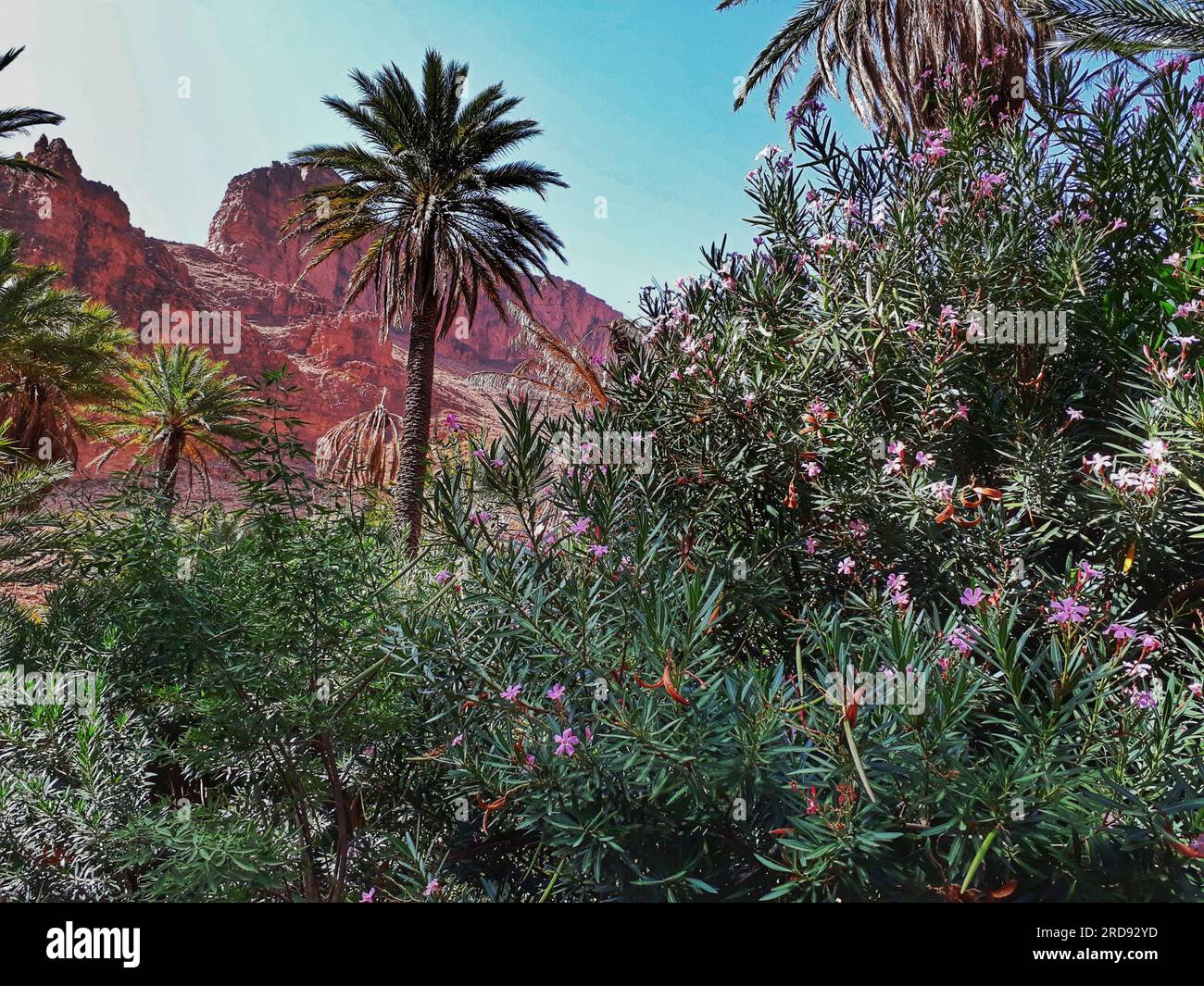 AIT Mansour Oasis, Tafraout (Südmarokko), Marokko (Nordafrika). Stockfoto