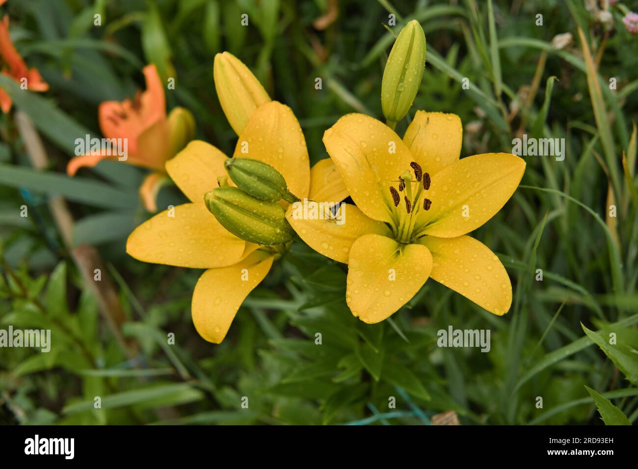 Zwei gelbe Lilien in Blüte, Nahaufnahme. Lilien im Garten nach dem Regen mit Regentropfen auf den Blütenblättern. Selektiver Fokus. Stockfoto