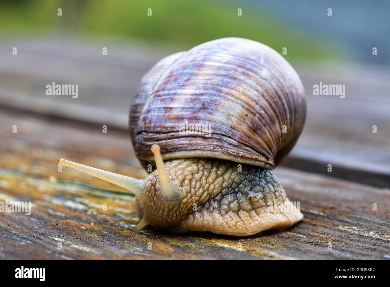 Nahaufnahme einer krabbelnden römischen Schnecke (Helix pomatia) auf einem Naturholzsubstrat. Stockfoto