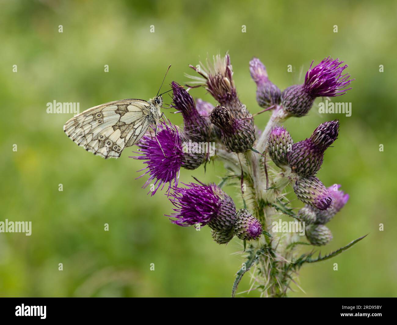 Melanargia galathea, ein weißer Schmetterling aus Marmor, der auf einer Distel thront. Stockfoto