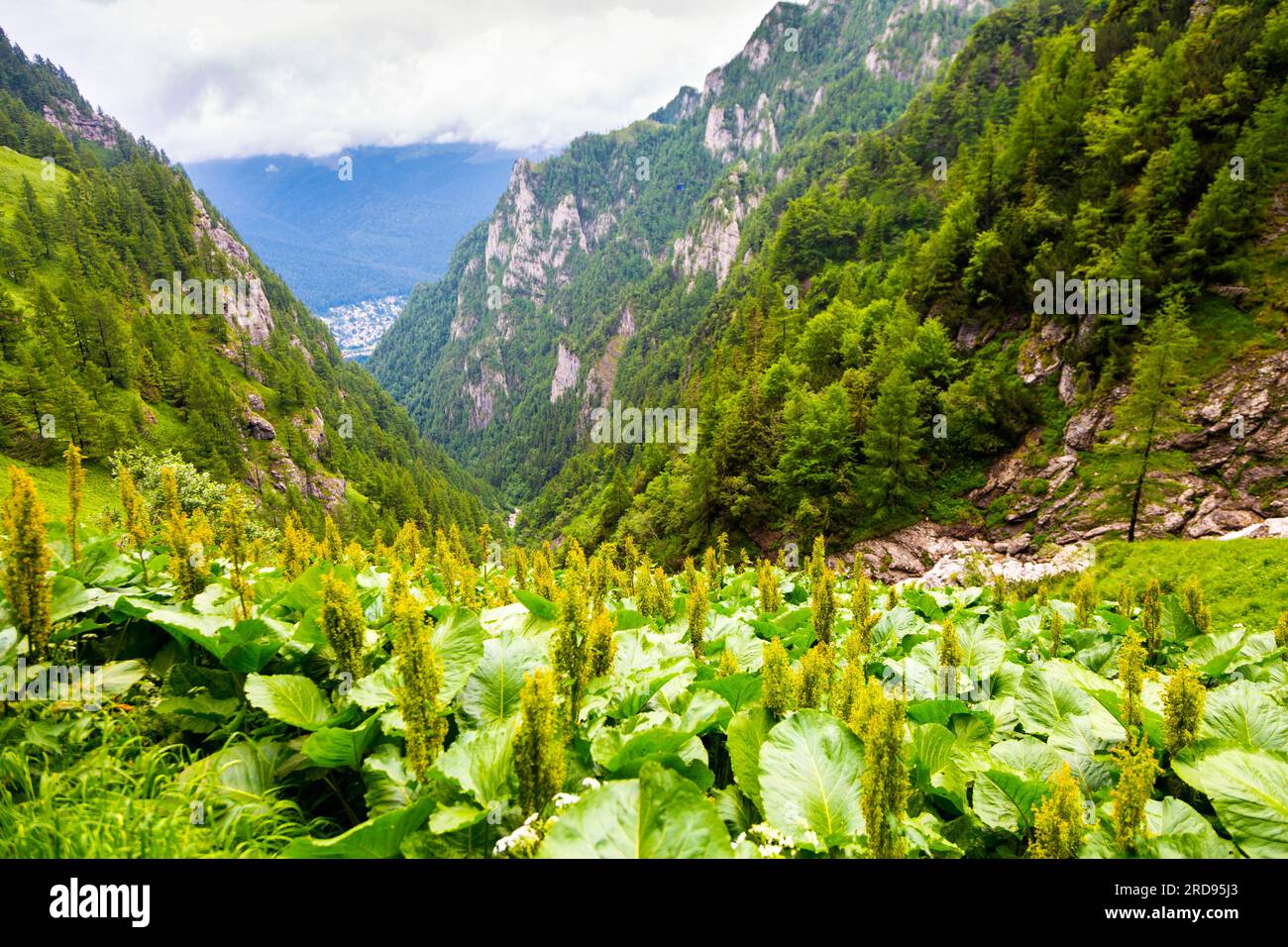 Bewundern Sie den Valea Jepilor Canyon entlang des Wanderwegs von Busteni zum Caraiman Peak in den Karpaten in Rumänien Stockfoto