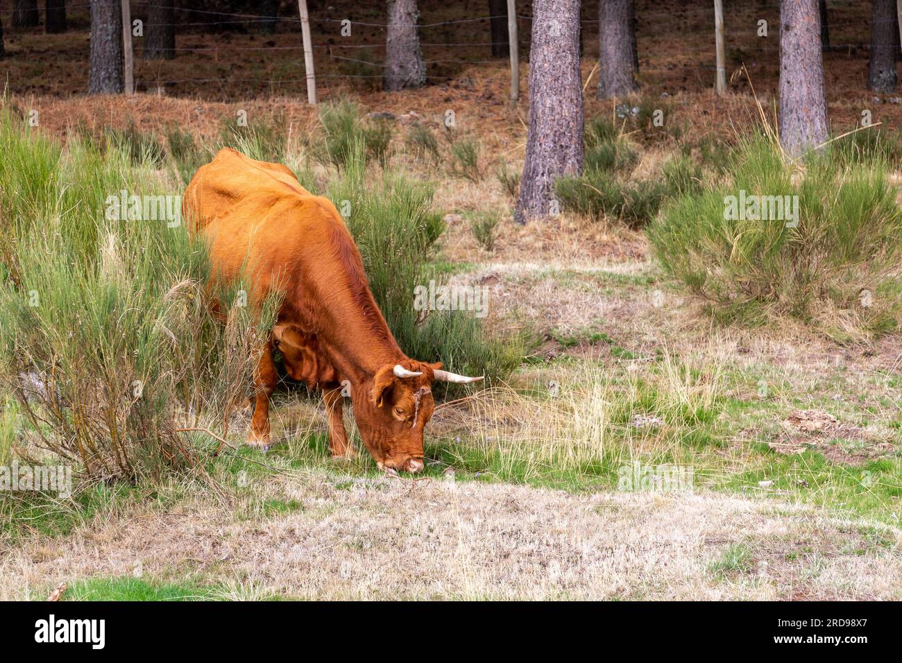Braune Kühe, die im Grasland des Cuenca Alta del Manzanares Regional Park, Zentralspanien, weiden. Stockfoto