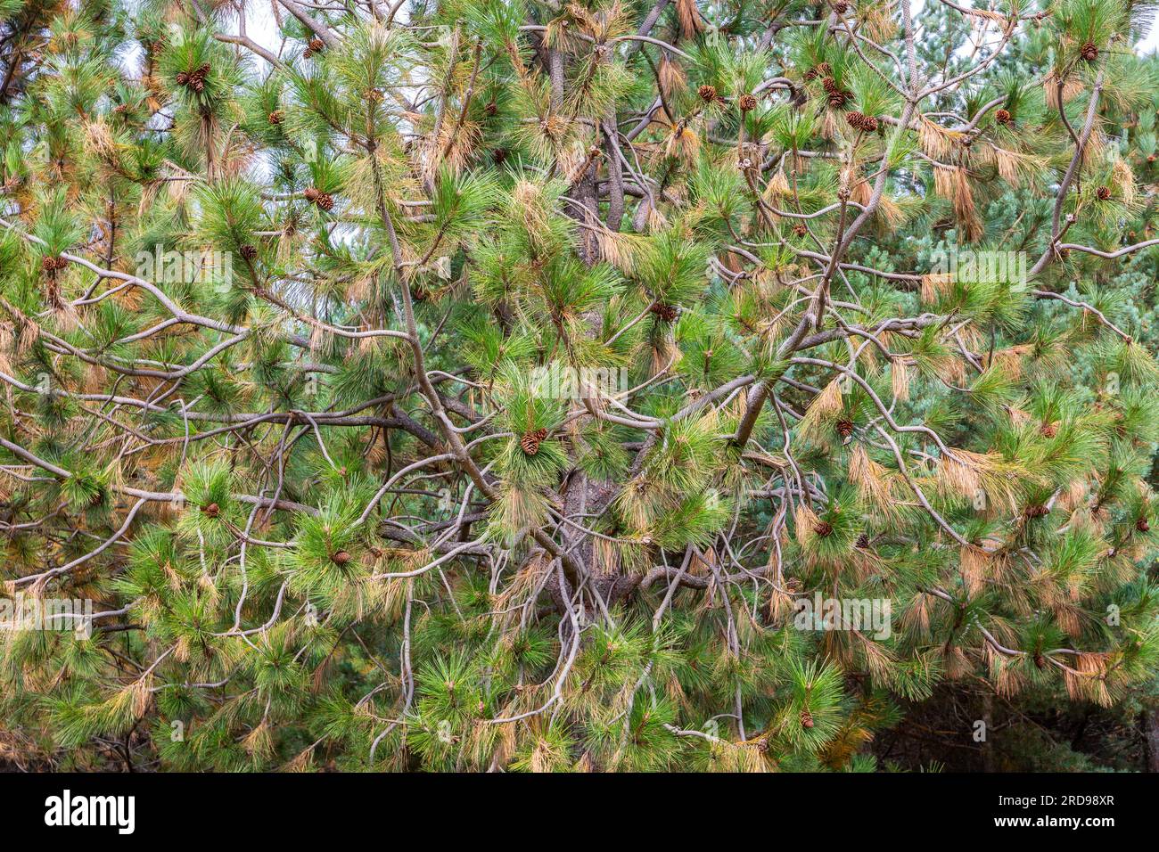 Pinus pinaster, die Seekiefer oder Kiefernkiefer aus der Nähe der Nadeln und Zapfen, Cuenca Alta del Manzanares Regional Park, Zentralspanien Stockfoto