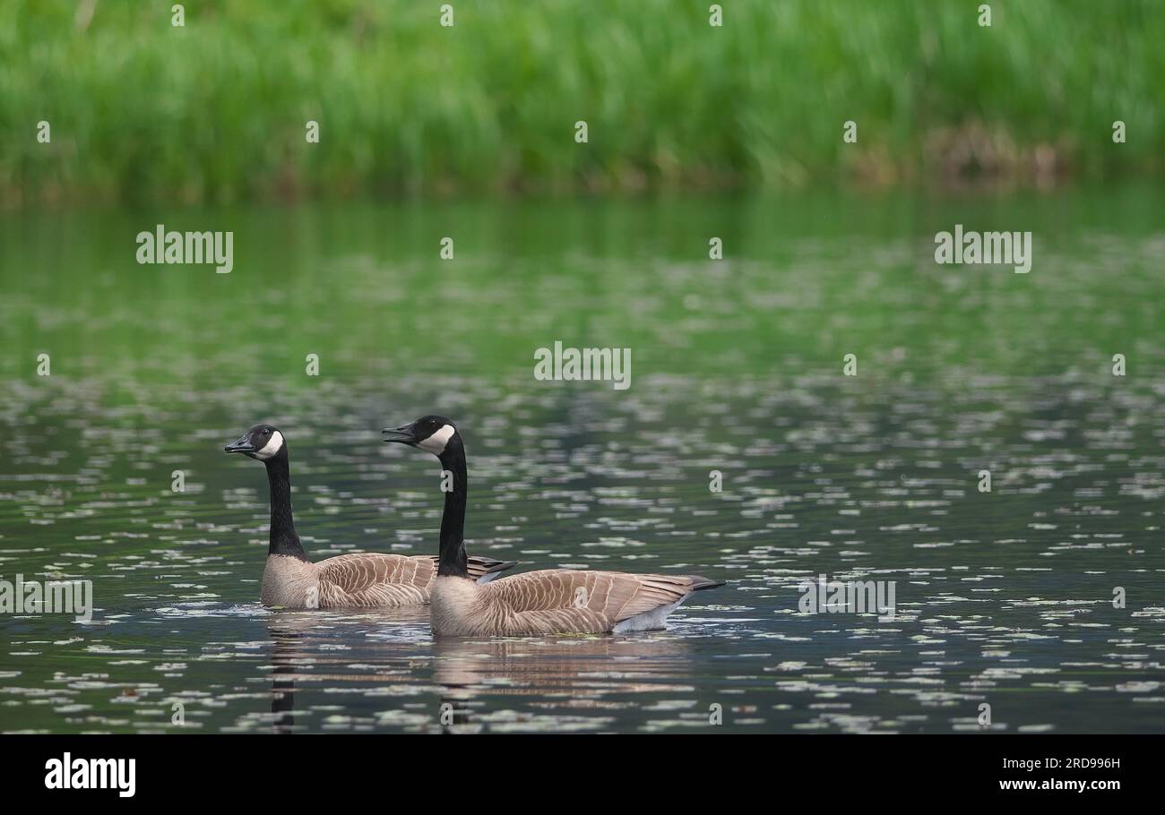 Kanadische Gänse (Branta canadensis) - paarweise auf Wasser - Kopierbereich. Stockfoto