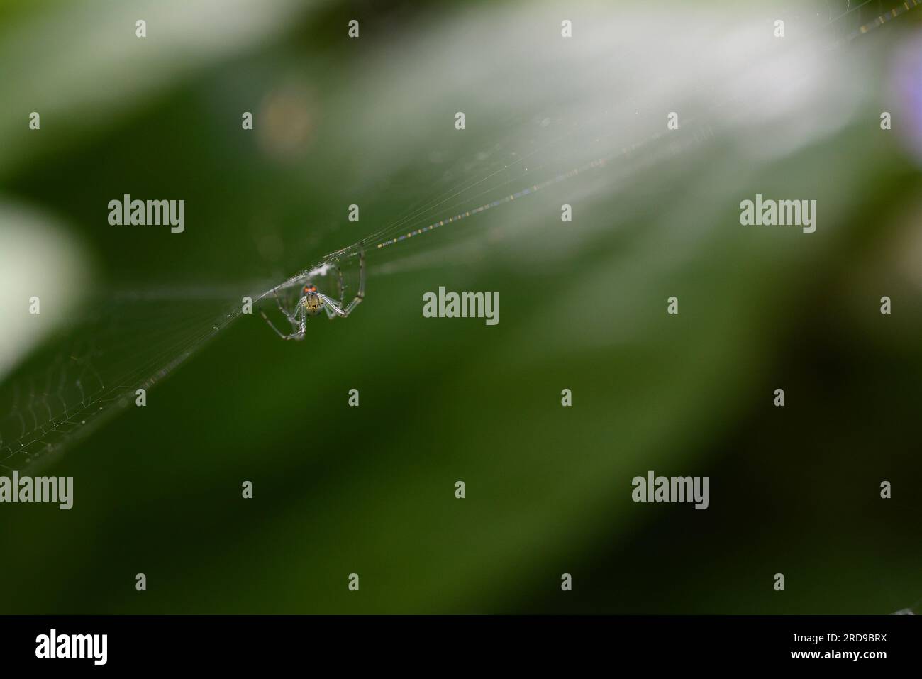 Common Garden Spider im Netz Stockfoto
