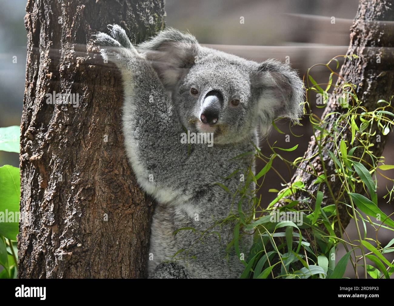 Stuttgart, Deutschland. 19. Juli 2023. Ein Koala klettert in seinem neuen Gehege in Wilhelma in Stuttgart auf einen Baum. Bis jetzt waren die vier Koalas aus Australien in Quarantäne. Sie wurden am 30. Juni nach Deutschland geflogen und dann nach Wilhelma transportiert. Kredit: Bernd Weißbrod/dpa/Alamy Live News Stockfoto