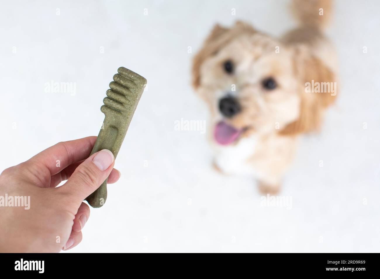Hundezahnpflegekonzept. Zahnärztliche Leckereien für Hunde. Hundeprodukte. Stockfoto
