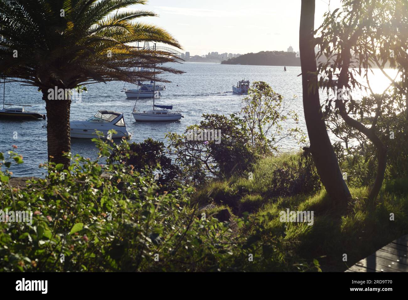 Am späten Nachmittag genießen Sie den Blick auf den Hafen von Sydney vom Eremitage Foreshore Track, Palmen, blaues Wasser, sanftes Licht, grünes Laub und Boote Stockfoto