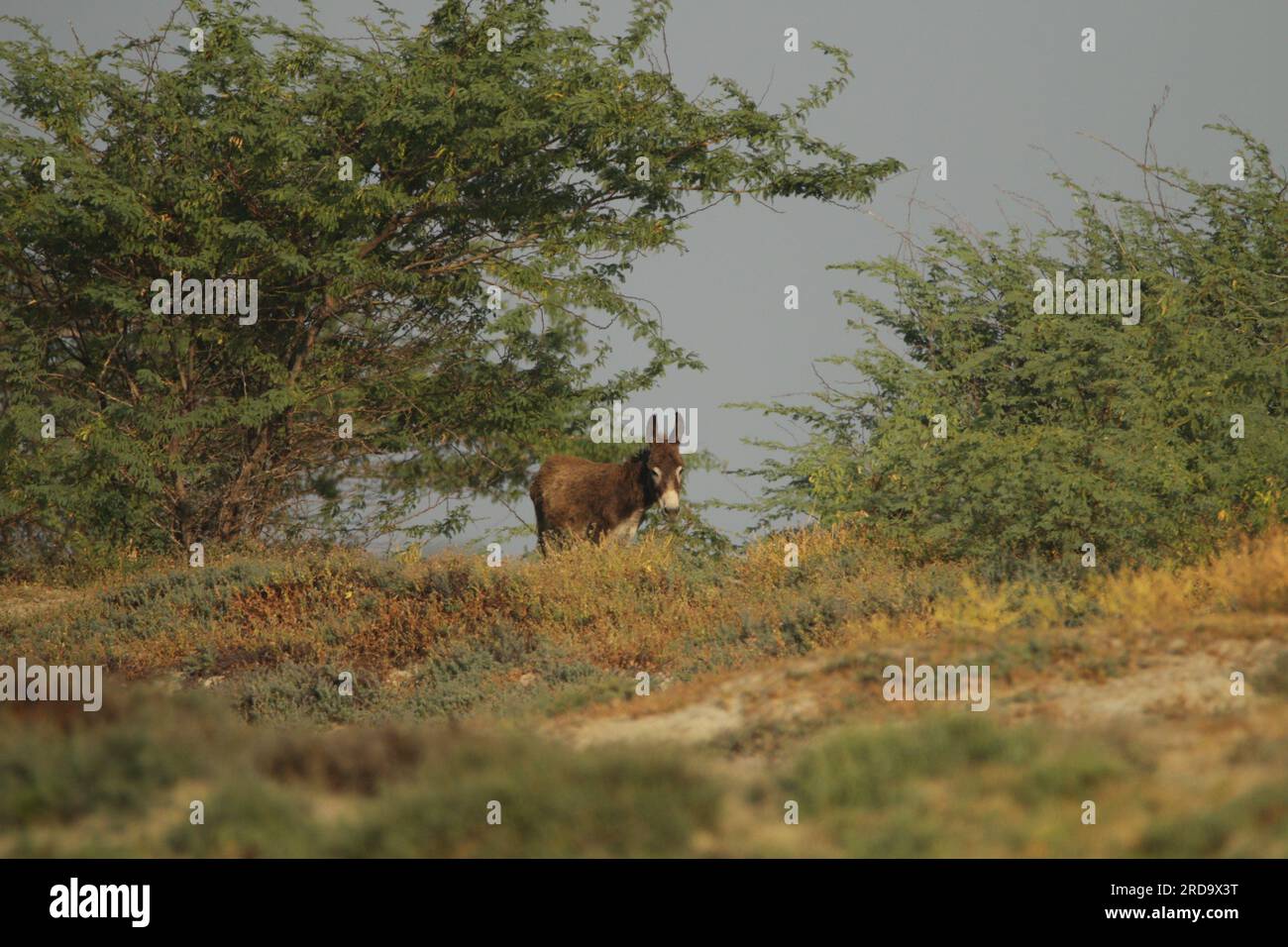 Wilde Pferde und Esel in Mannar, Sri Lanka. Besuchen Sie Sri Lanka. Stockfoto