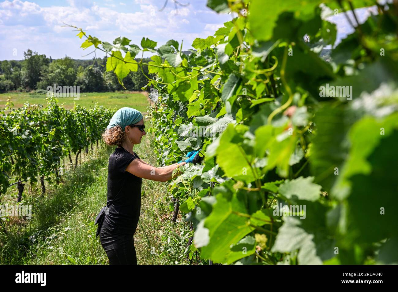 17. Juli 2023, Brandenburg, Töplitz: Winzerin Daniela Schönitz aus dem Bio-Weinberg Klosterhof Töplitz arbeitet an der Entblätterung der Traubenblätter im alten Weinberg Töplitz. Die Weintrauben der Sorte Pinot Blanc erhalten somit mehr Sonnenlicht und Hitze. Chemische, synthetische Düngemittel, Pestizide und Unkrautvernichter werden nicht verwendet. Die mineralreiche Struktur der Böden am Südhang ermöglicht die Reifung besonders frischer und fruchtiger Weine, die typisch für die Rebsorte sind und jung getrunken werden können. Foto: Jens Kalaene/dpa Stockfoto