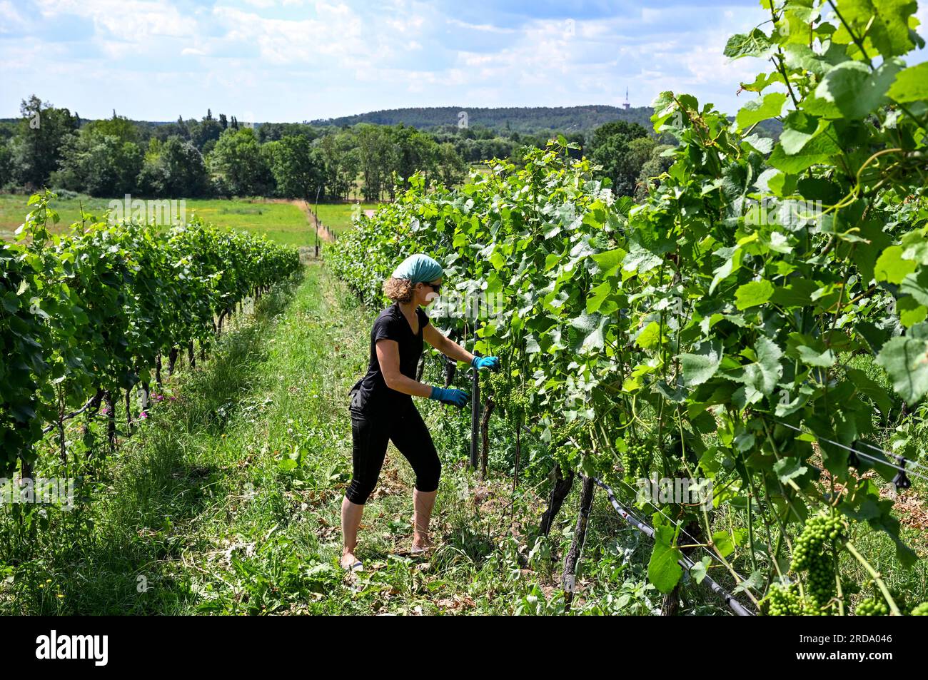 17. Juli 2023, Brandenburg, Töplitz: Winzerin Daniela Schönitz aus dem Bio-Weinberg Klosterhof Töplitz arbeitet an der Entblätterung der Traubenblätter im alten Weinberg Töplitz. Die Weintrauben der Sorte Pinot Blanc erhalten somit mehr Sonnenlicht und Hitze. Chemische, synthetische Düngemittel, Pestizide und Unkrautvernichter werden nicht verwendet. Die mineralreiche Struktur der Böden am Südhang ermöglicht die Reifung besonders frischer und fruchtiger Weine, die typisch für die Rebsorte sind und jung getrunken werden können. Foto: Jens Kalaene/dpa Stockfoto