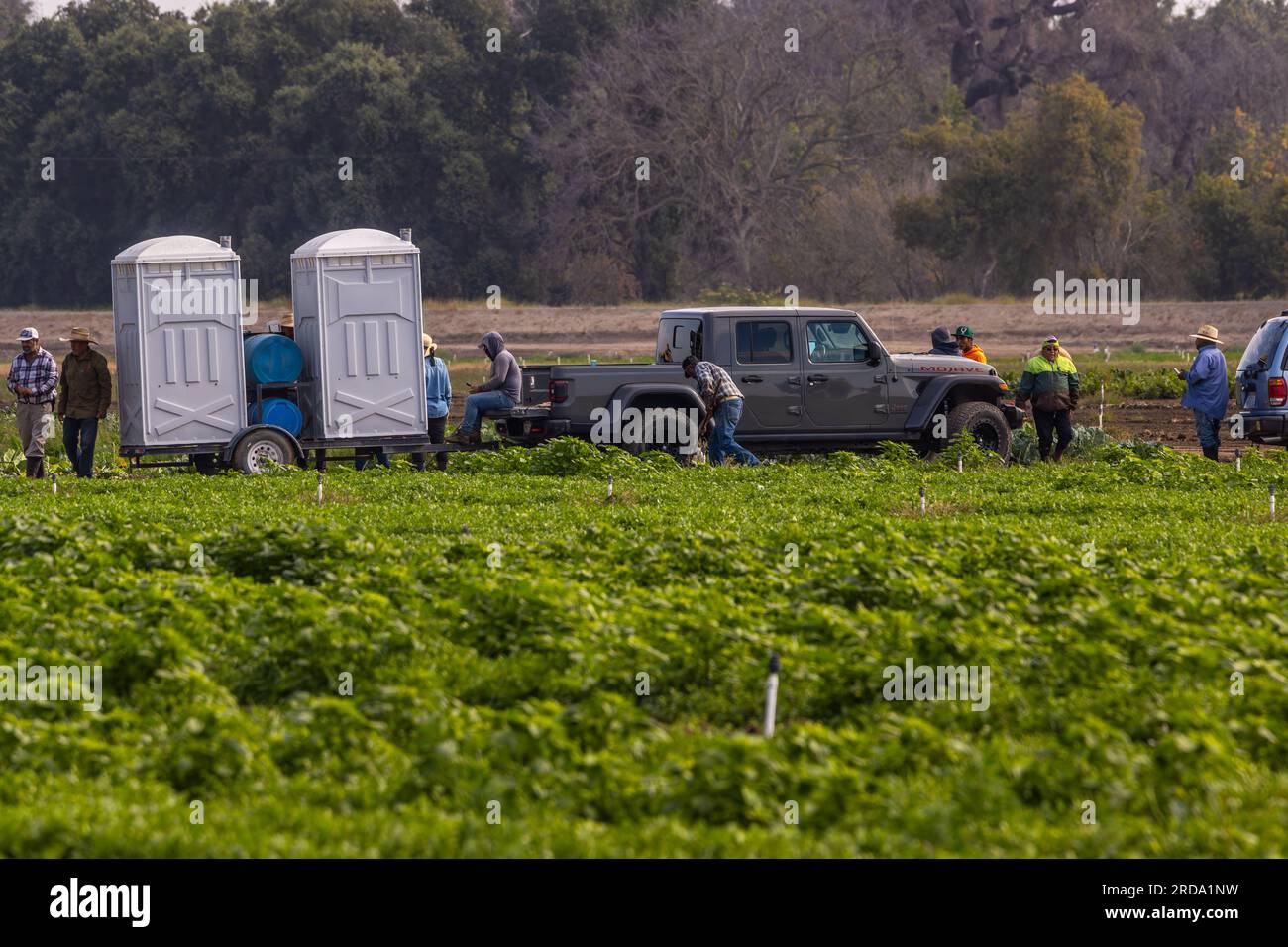 Die Arbeit beginnt auf einer Farm mit frischen Zutaten im Stanislaus County California USA im Central Valley Stockfoto