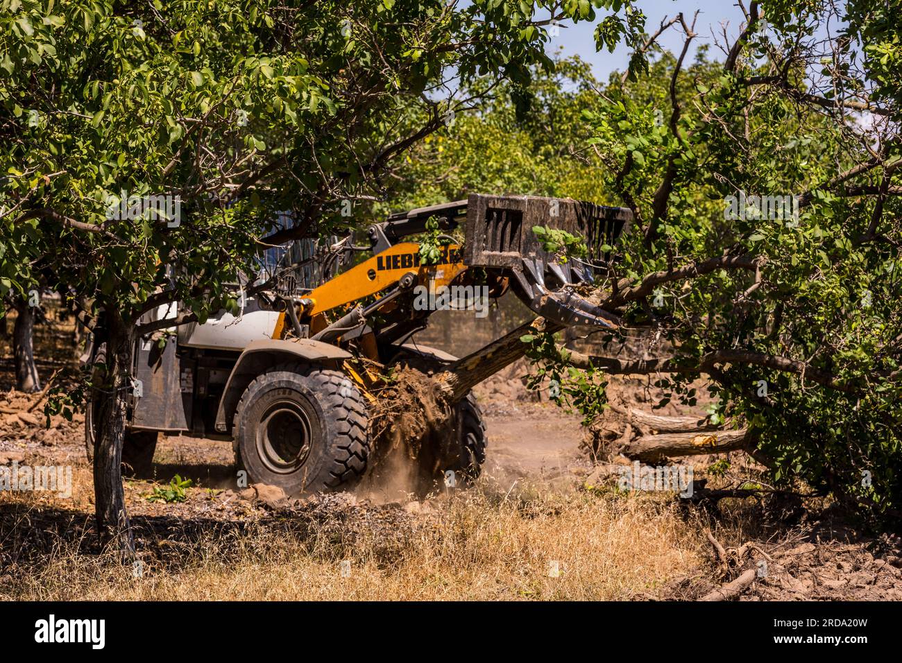 Walnussbäume in einem Obstgarten werden im Central Valley von Kalifornien von einem großen Gerät mit einem Gabelgerät vom Boden abgerissen Stockfoto