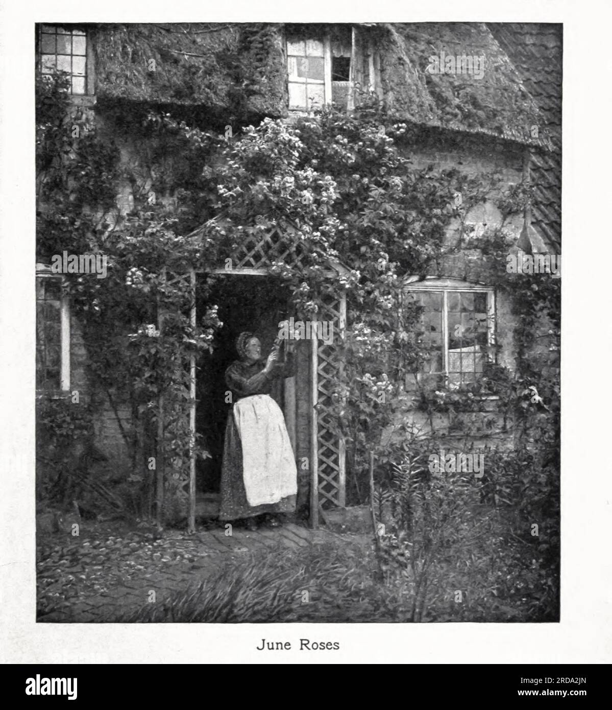 June Roses Schwarzweißfoto aus dem Buch " among English hedgerows " von Clifton Johnson, 1865-1940 Publication date 1899 reprinted in 1914 Publisher New York : the Macmillan co.; London, Macmillan and co., ltd. Stockfoto