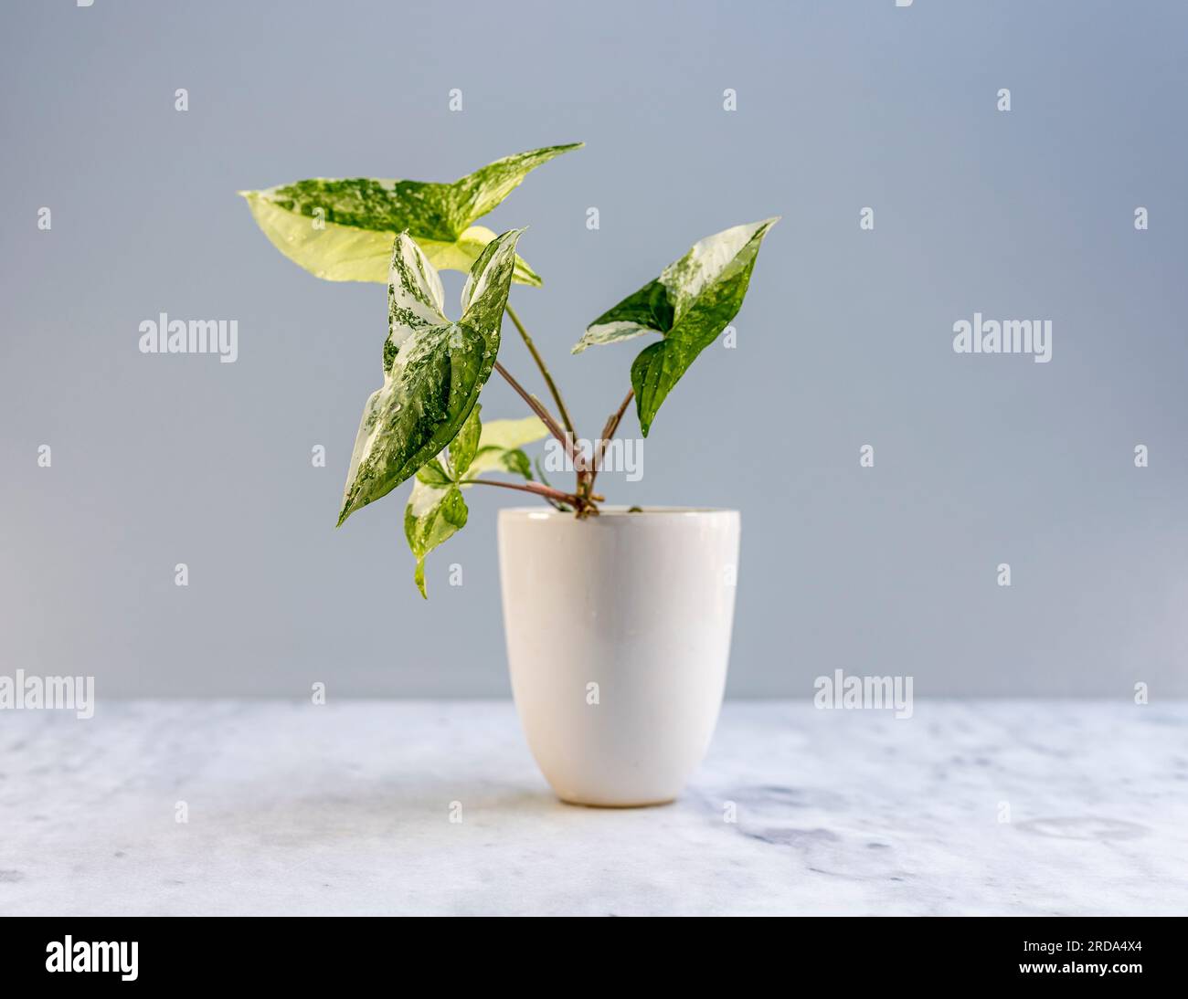 Syngonium Albo Pflanze in einem wunderschönen Keramiktopf Stockfoto