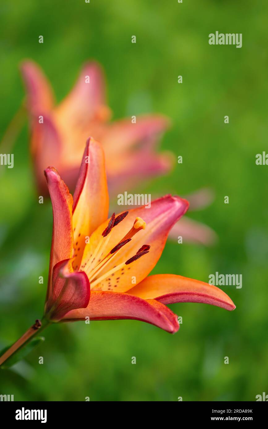 Orangenblüte Tigerlilie blüht im Sommergarten. Nahaufnahme. Natürlicher grüner Hintergrund mit Kopierbereich. Stockfoto