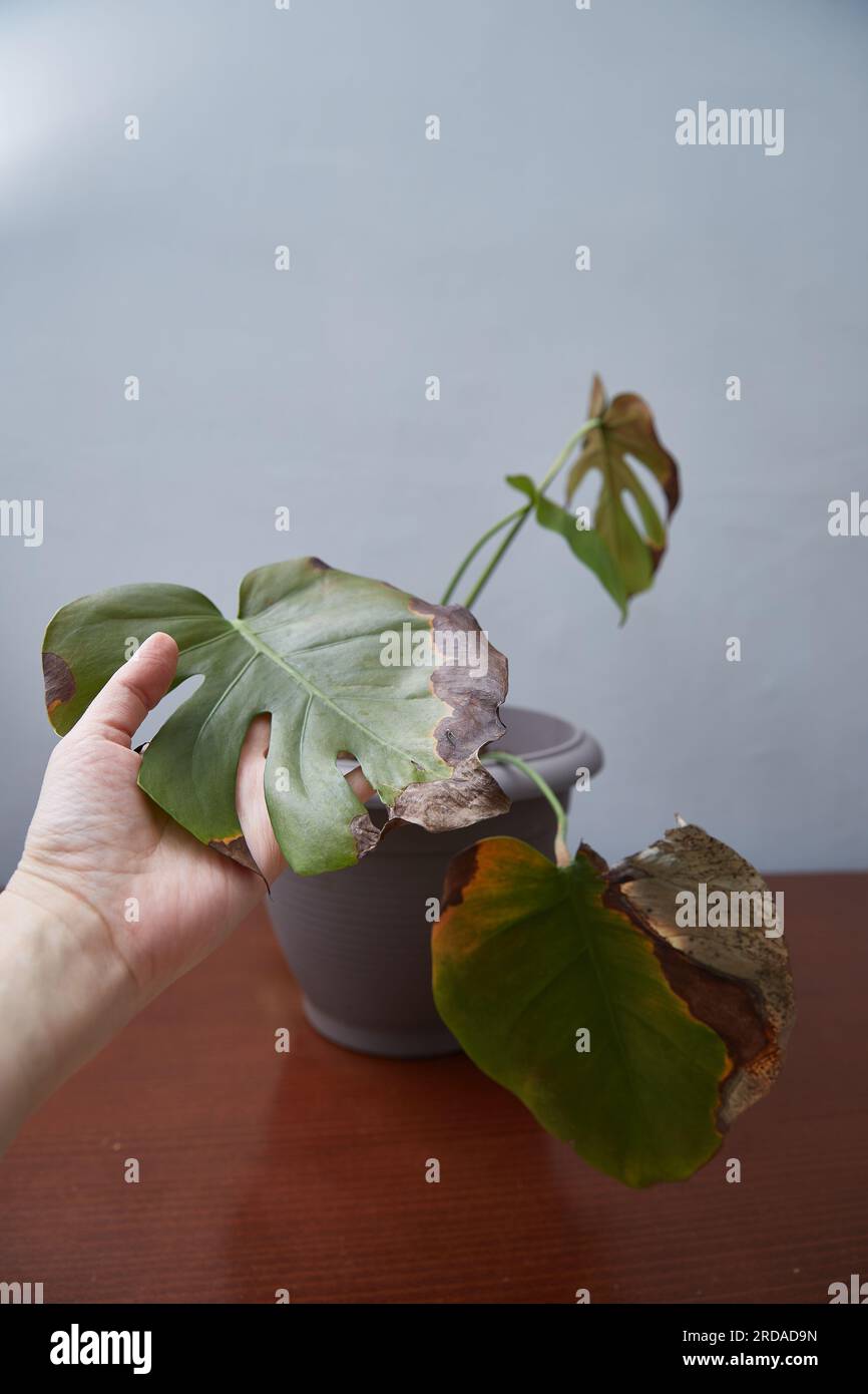 Monstera krankheiten -Fotos und -Bildmaterial in hoher Auflsung  Alamy