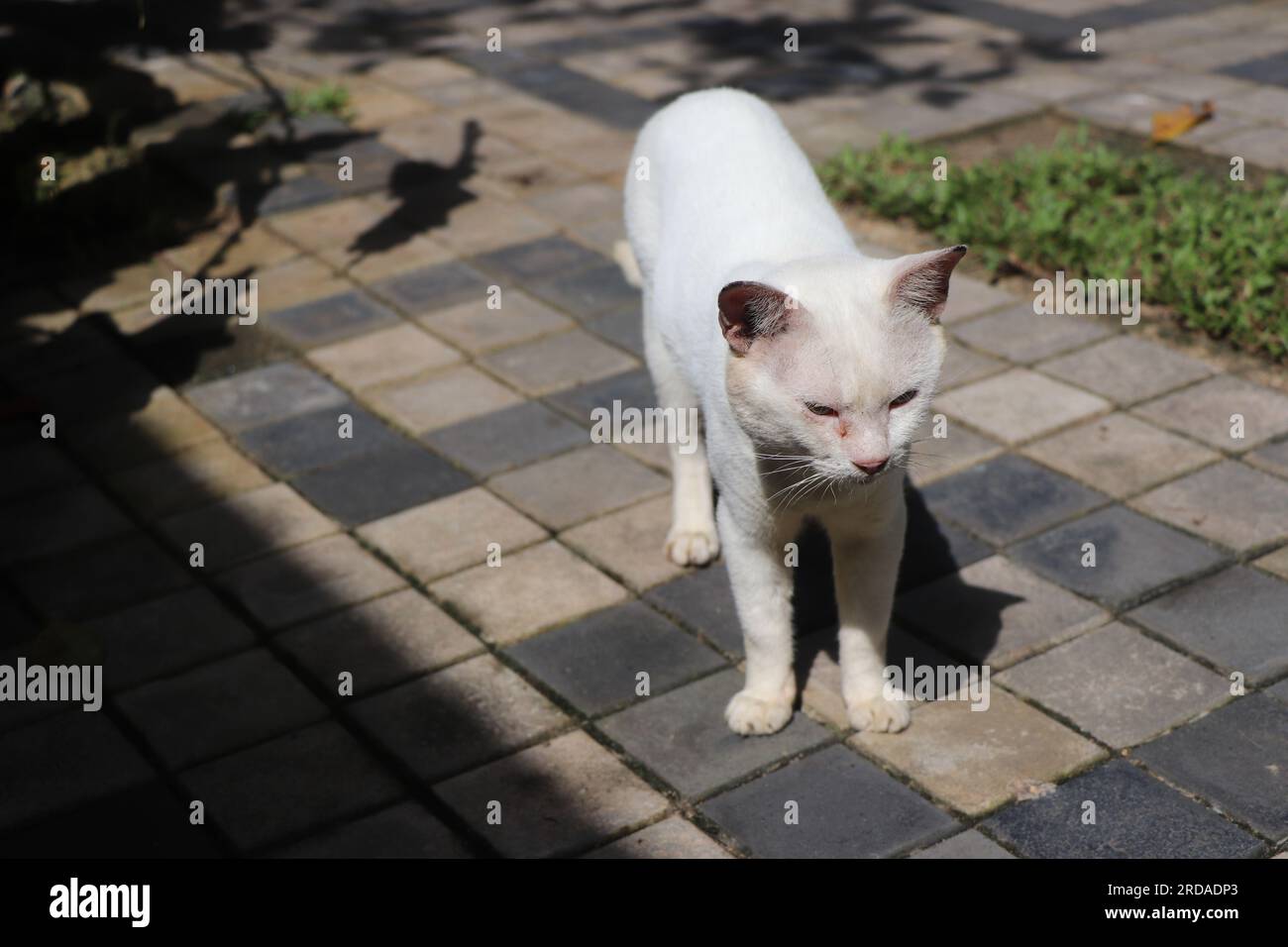 Diese Katze macht einen gemütlichen Spaziergang und genießt die frische Luft. Stockfoto