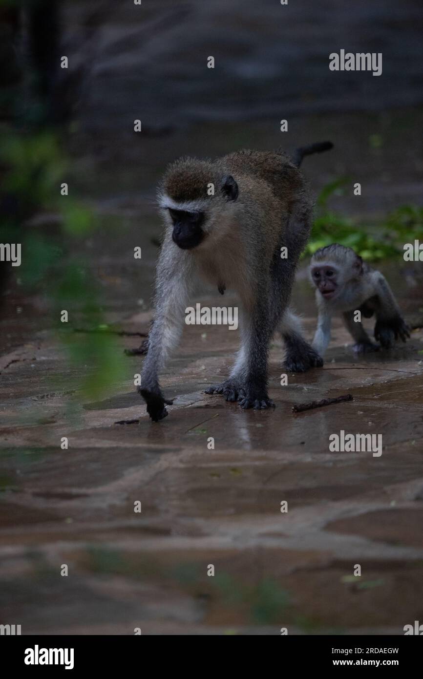 Affen-Bande in Kenia, Afrika. Affen übernehmen ein Hotel, Safari Lodge. Kleine Affen im Regen, Makaken-Affen Stockfoto