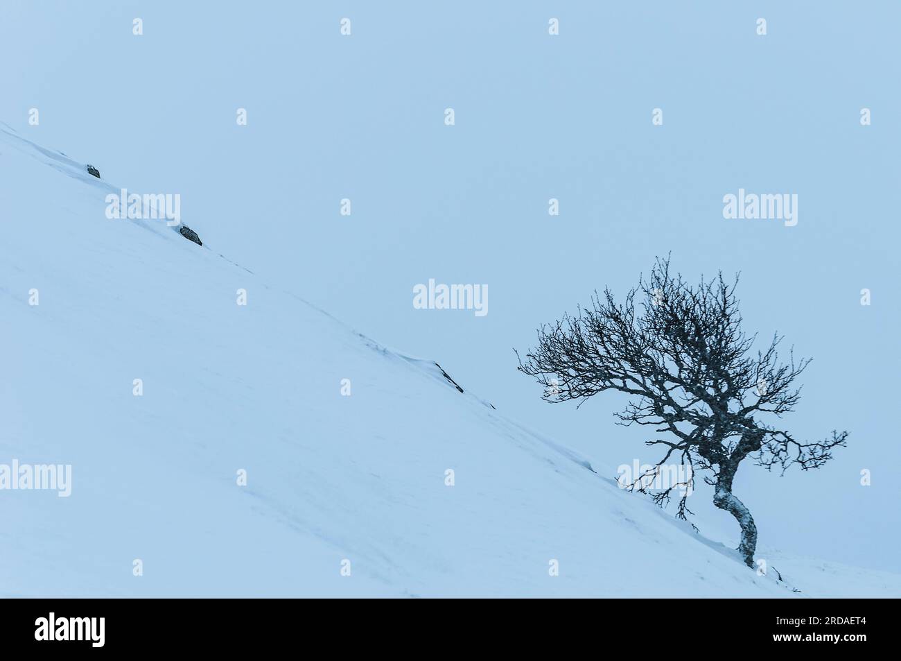 Winterlandschaft mit nebligen Bergen und schneebedeckten Bäumen. Stockfoto