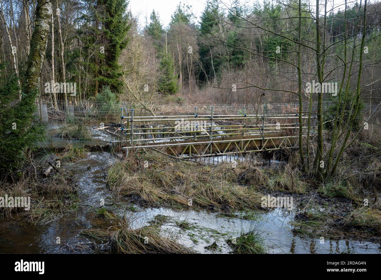 Eine Brücke über den Sutherland Beck erstreckt sich über das Gebiet, das von den Biberdämmen im Cropton Forest überflutet wird. Stockfoto