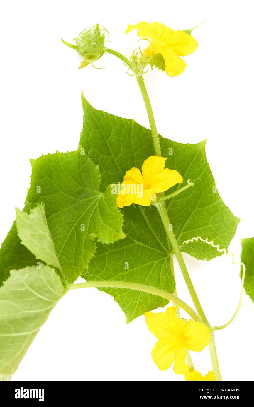 Сucumber Blätter mit Blüten auf weißem Hintergrund Stockfoto