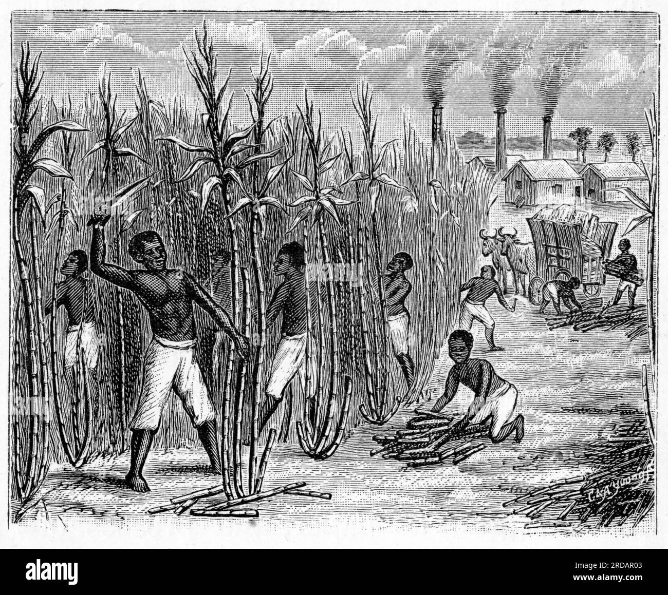 Gravur von Sklaven, die Zuckerrohr ernten, mit einer Raffinerie im Hintergrund, um 1880 Stockfoto