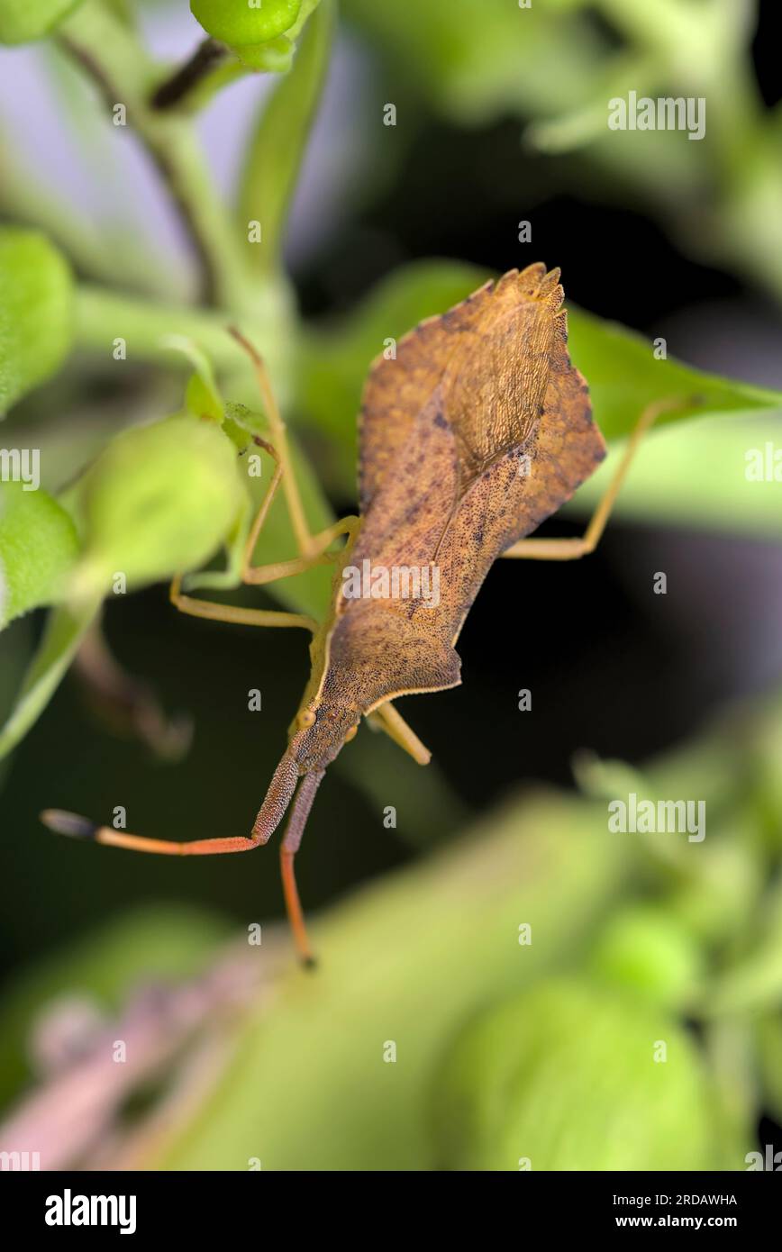 Einzel-Rhombic-Leatherbug (Syromastus rhombeus), Klettern auf die Knospen einer Pflanze, Makrofotografie, Insekten, Natur, Artenvielfalt Stockfoto