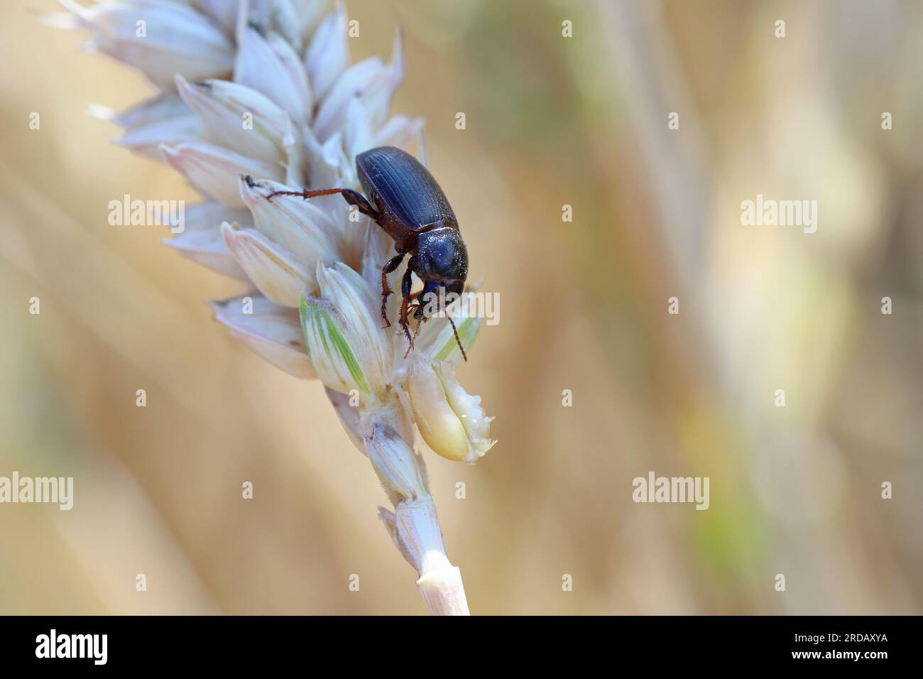 Käfer von Maismehl - Zabrus tenebrioides, der einen unreifen Getreidekern, eine Art Schwarzmaischkäfer (Carabidae), isst. Stockfoto