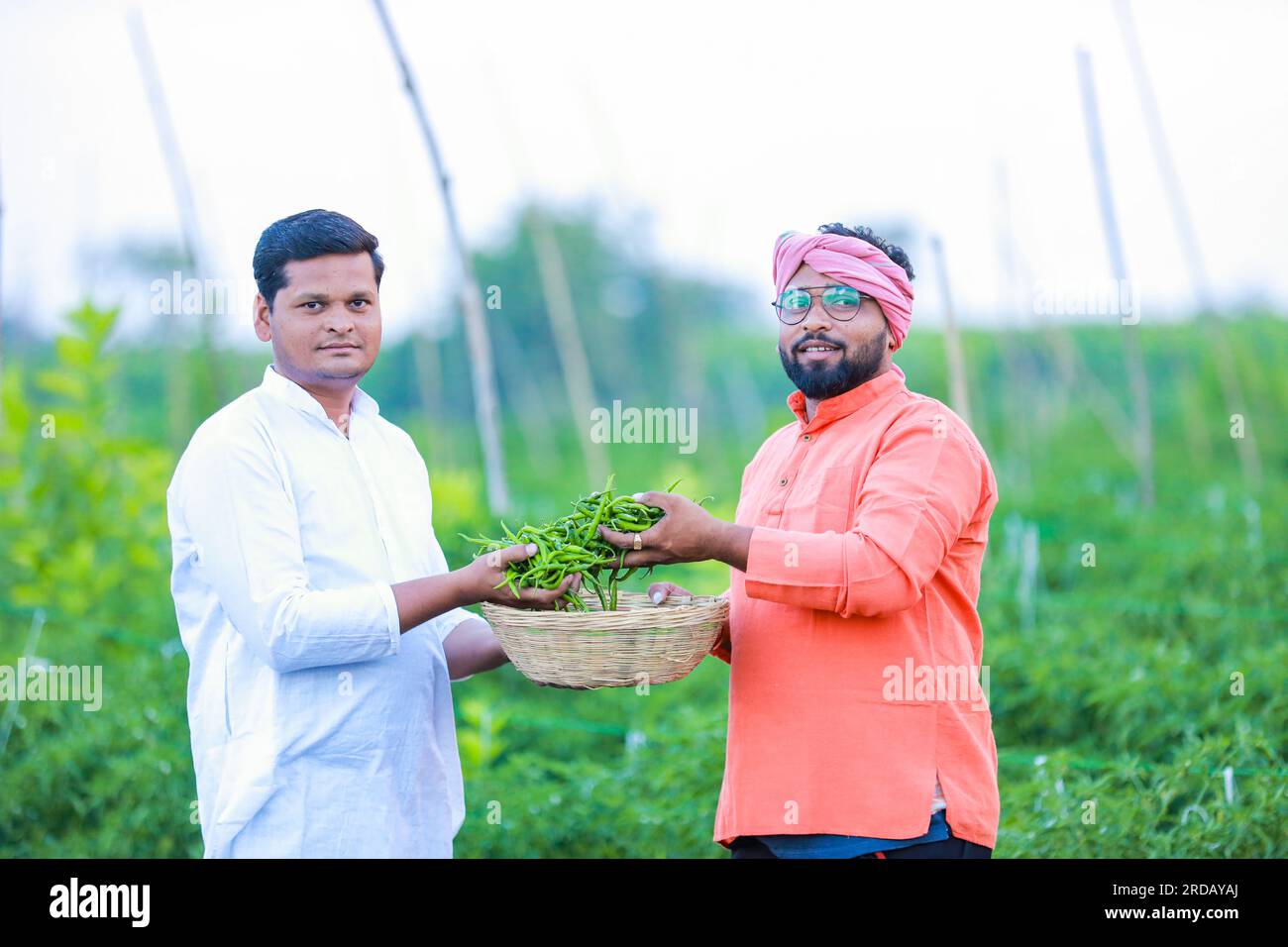 Bauer zeigt grünen Chilikorb, fröhliche Landwirtschaft, erntet grüne Chili Stockfoto