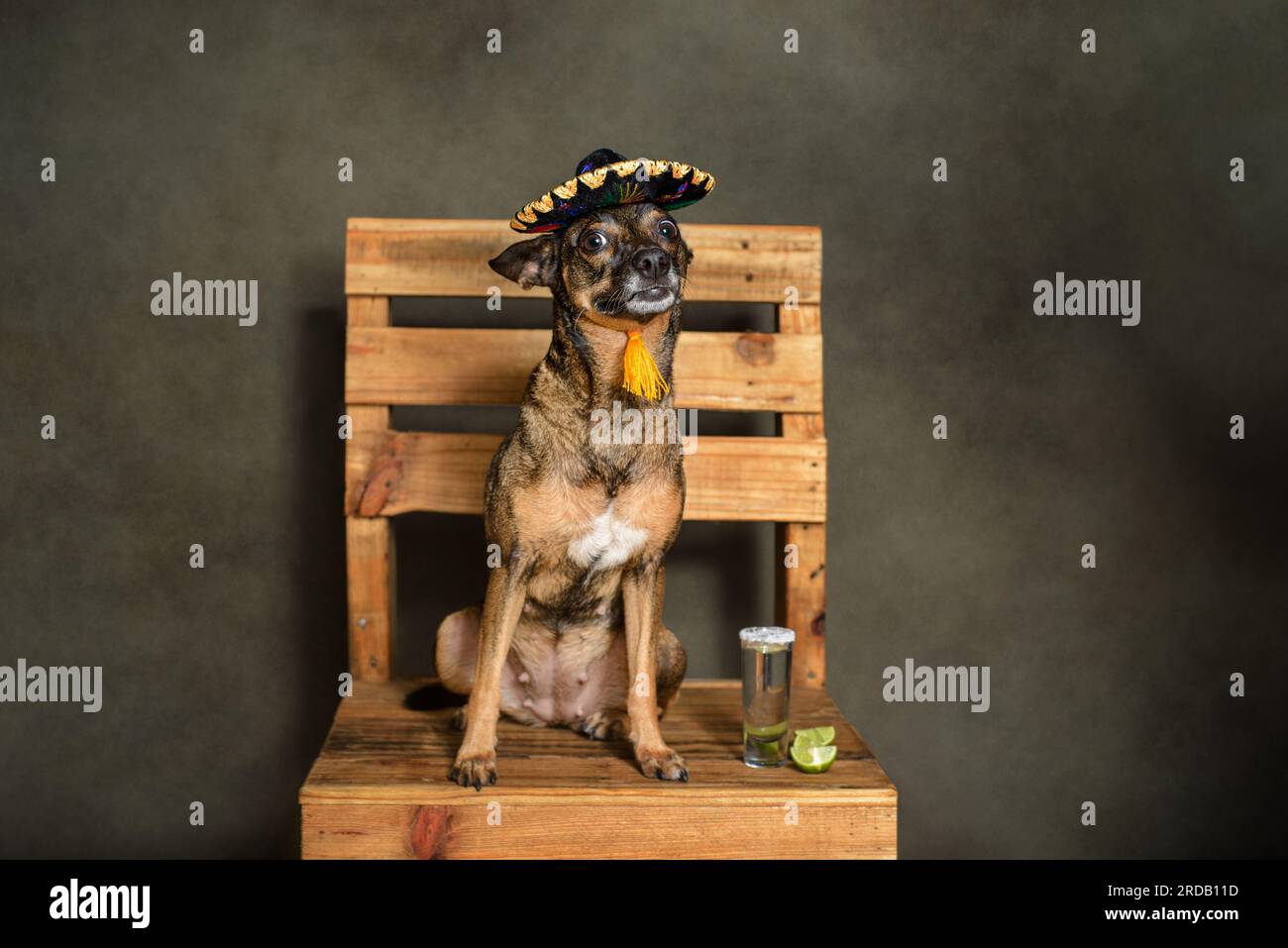 Hund sitzt in mexikanischem Charro Hut. Portrait des Maskottchen, das den patriotischen Monat Mexikos feiert. Stockfoto