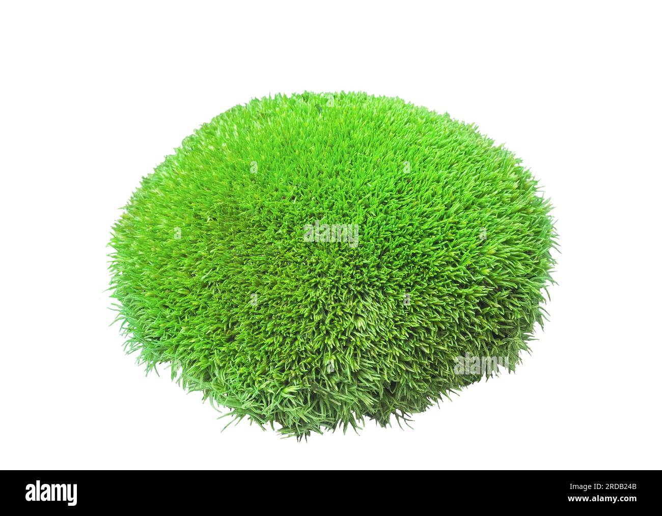 Grünes Tuft-Leucobryum-Moos auf weißem Hintergrund isoliert. Leucobryum glaucum oder Pincushion bryophyte, die Gras wachsen, mit ausgeschnittenem Verschluss. Dekorative nadelhülse Stockfoto