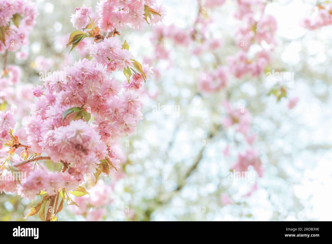 Sanfte Blüten im Frühling, Sonnenlicht im Garten. Pinkfarbene japanische Kirschbäume mit verschwommener Boke-Kulisse aus nächster Nähe. Zweig eines blühenden Sakurabaums in drea Stockfoto