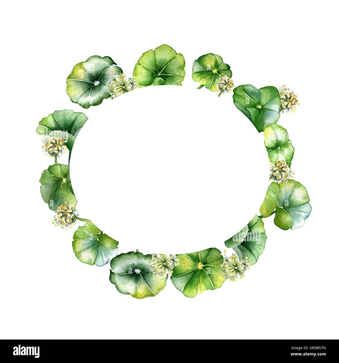 Rahmen von centella asiatica, Kräuterpflanzen Aquarell-Illustration isoliert auf Weiß. Pennywort, gotu-Cola, abgerundeter Kranz, handgezeichnet. Design für Stockfoto