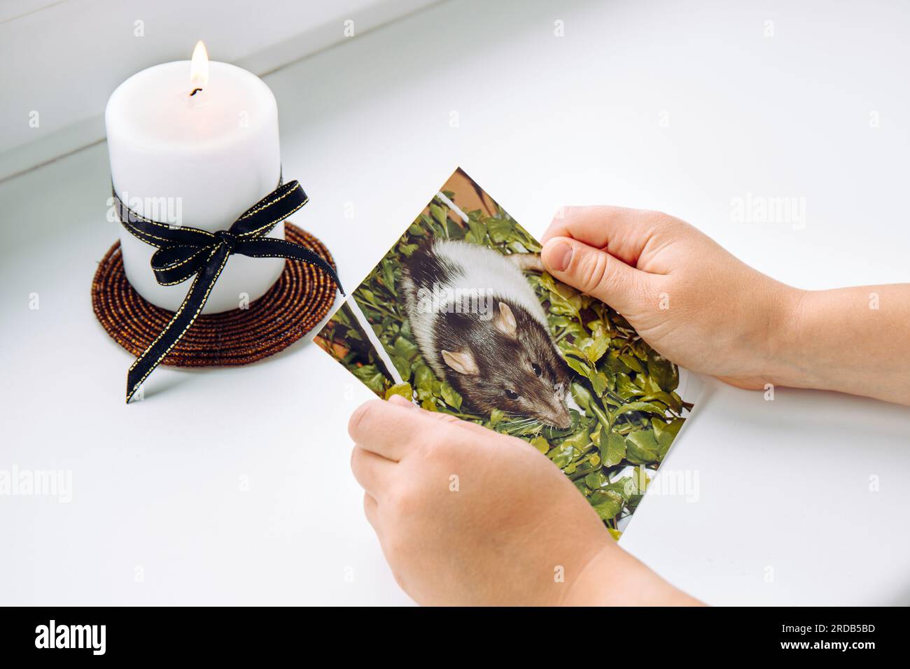 Kinderhände mit Bild einer verstorbenen Hausratte. Zum Begriff des kindertrauernden Haustiers. Weiße Kerze mit schwarzem Band. Stockfoto