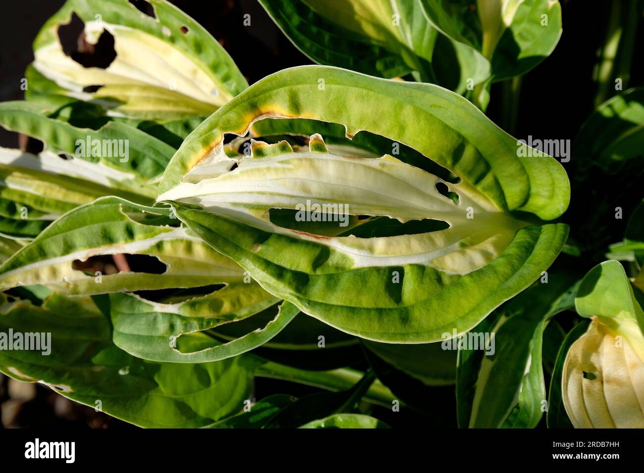 Slug aß eine Hosta-Pflanze in einem englischen Garten, norfolk, england Stockfoto
