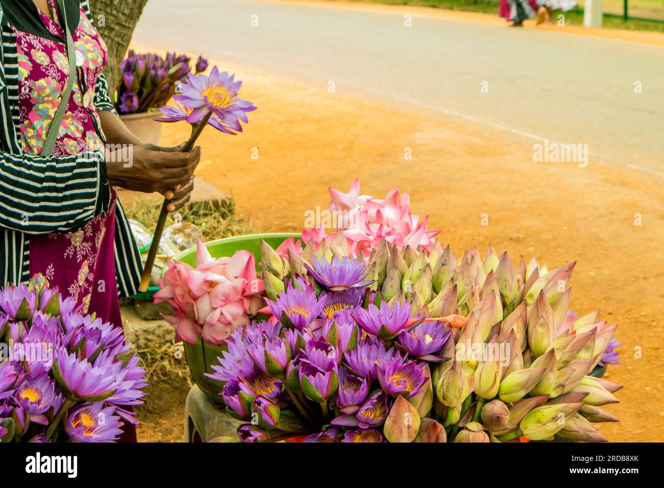 Eine Frau, die Lotusblumen auf dem Markt verkauft. Auf dem Land in Sri Lanka Stockfoto