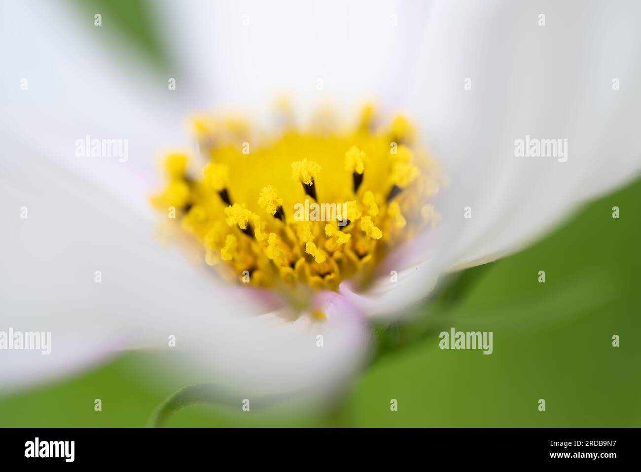 Eine wunderschöne weiße Cosmos-Blume, fotografiert mit einer sehr geringen Schärfentiefe für einen weichen Effekt Stockfoto