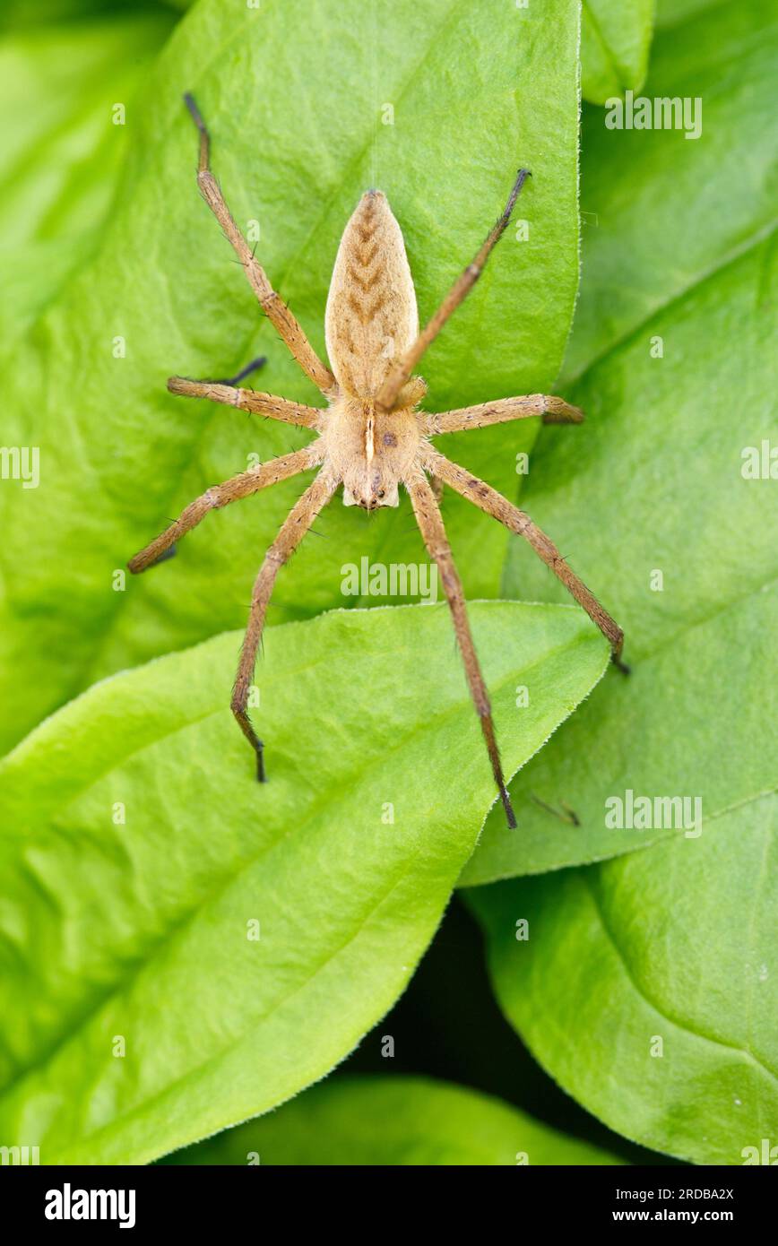 Die Kinderspinnen ( Pisaura mirabilis) sitzen auf einem grünen Blatt. Spinne für Erwachsene, Makrofotografie mit Draufsicht, Stockbild. Stockfoto