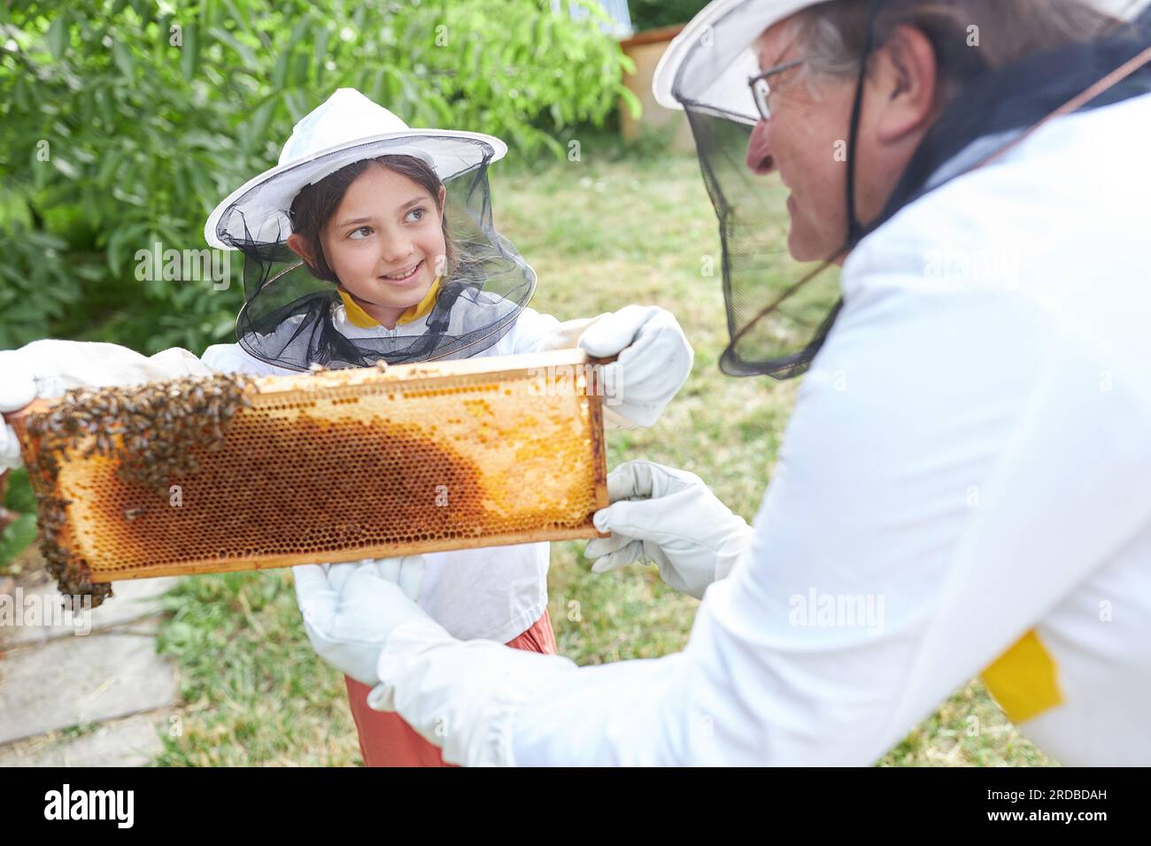 Lächelndes Mädchen, das etwas über Wabenrahmen lernt, mit einem älteren männlichen Imker, der Schutzanzug auf dem Bauernhof trägt Stockfoto