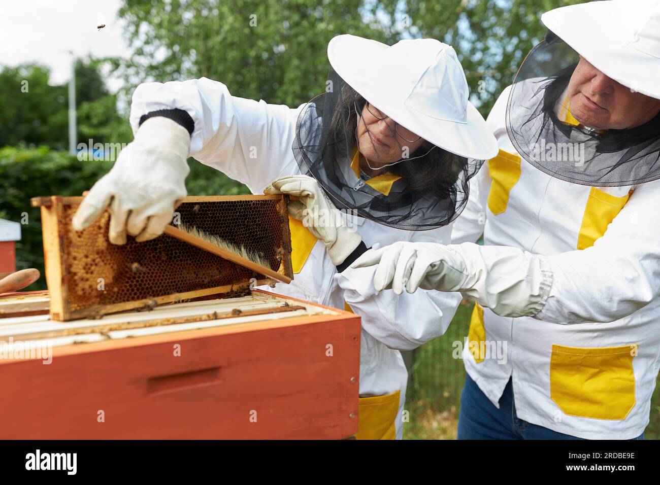 Ein leitendes Imkerpaar, das den Rahmen von Bienenwachs auf einer Bienenstockdose im Bienengarten putzt Stockfoto