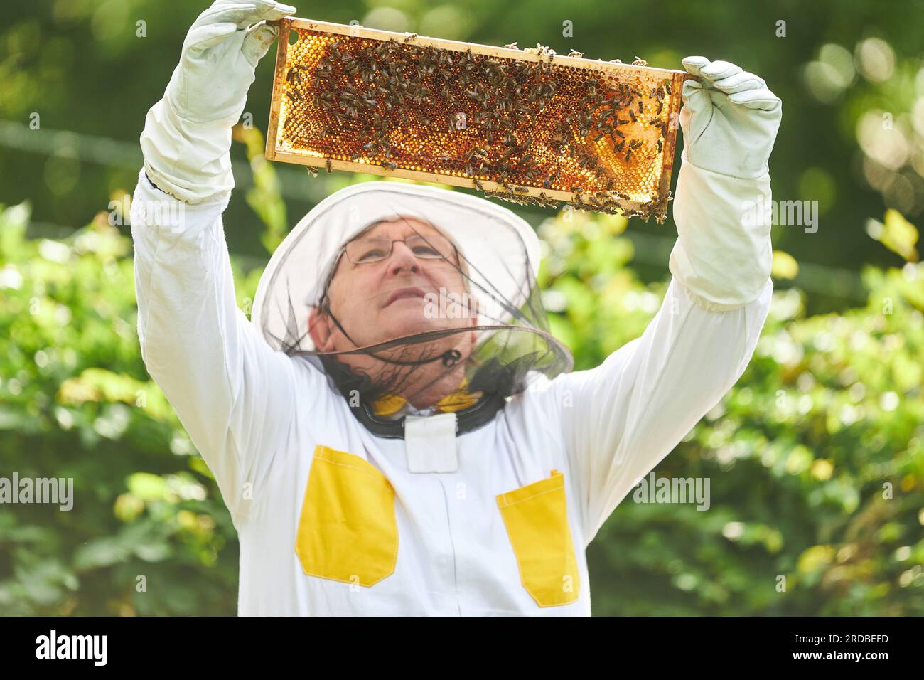 Leitender männlicher apikultureller mit erhobenen Armen, der Bienenstöcke im Bienengarten untersucht Stockfoto